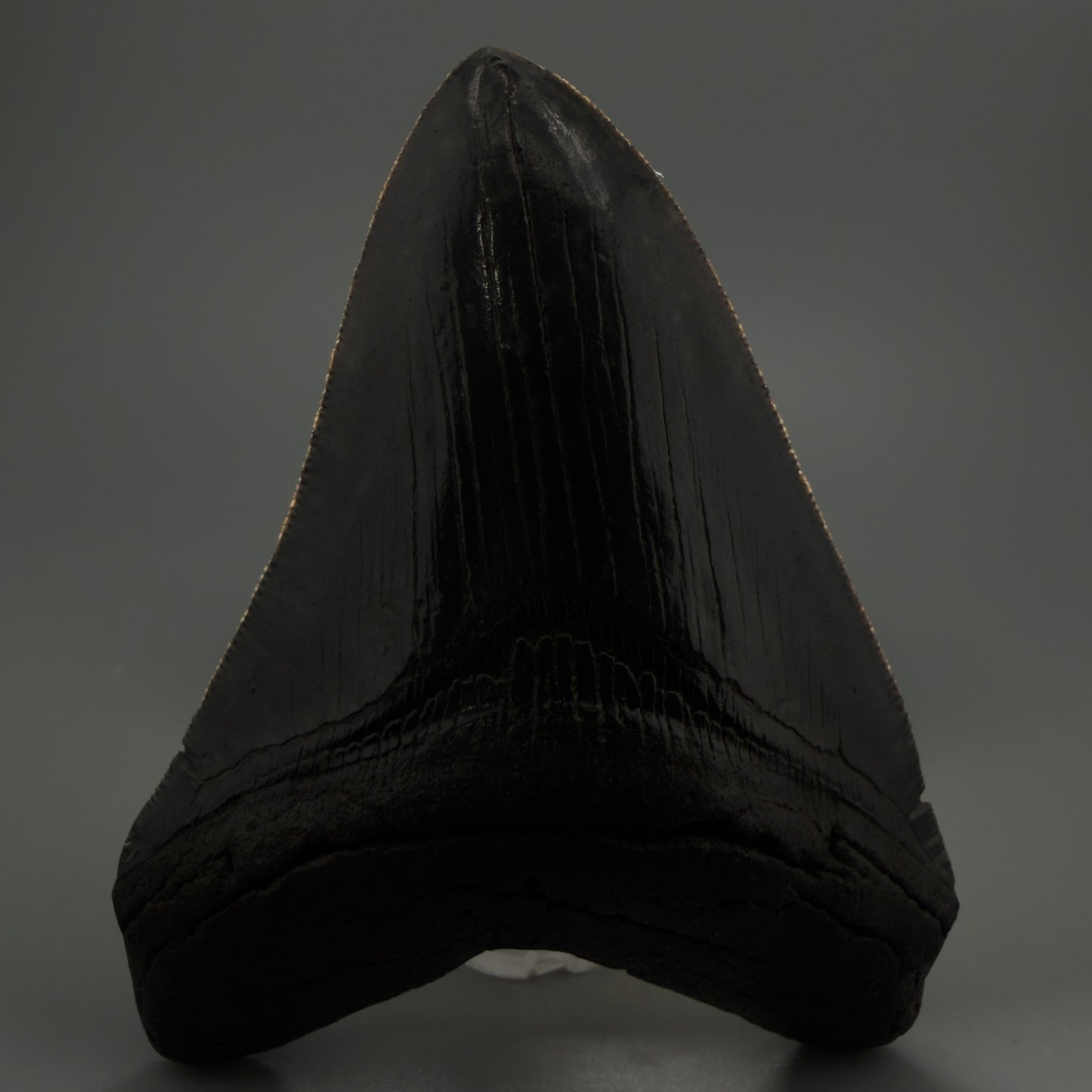 Front View Authentic 4.29" Collector Megalodon Tooth – Jet Black Fossil Megalodon Tooth from South Carolina for Sale CM5407 -2