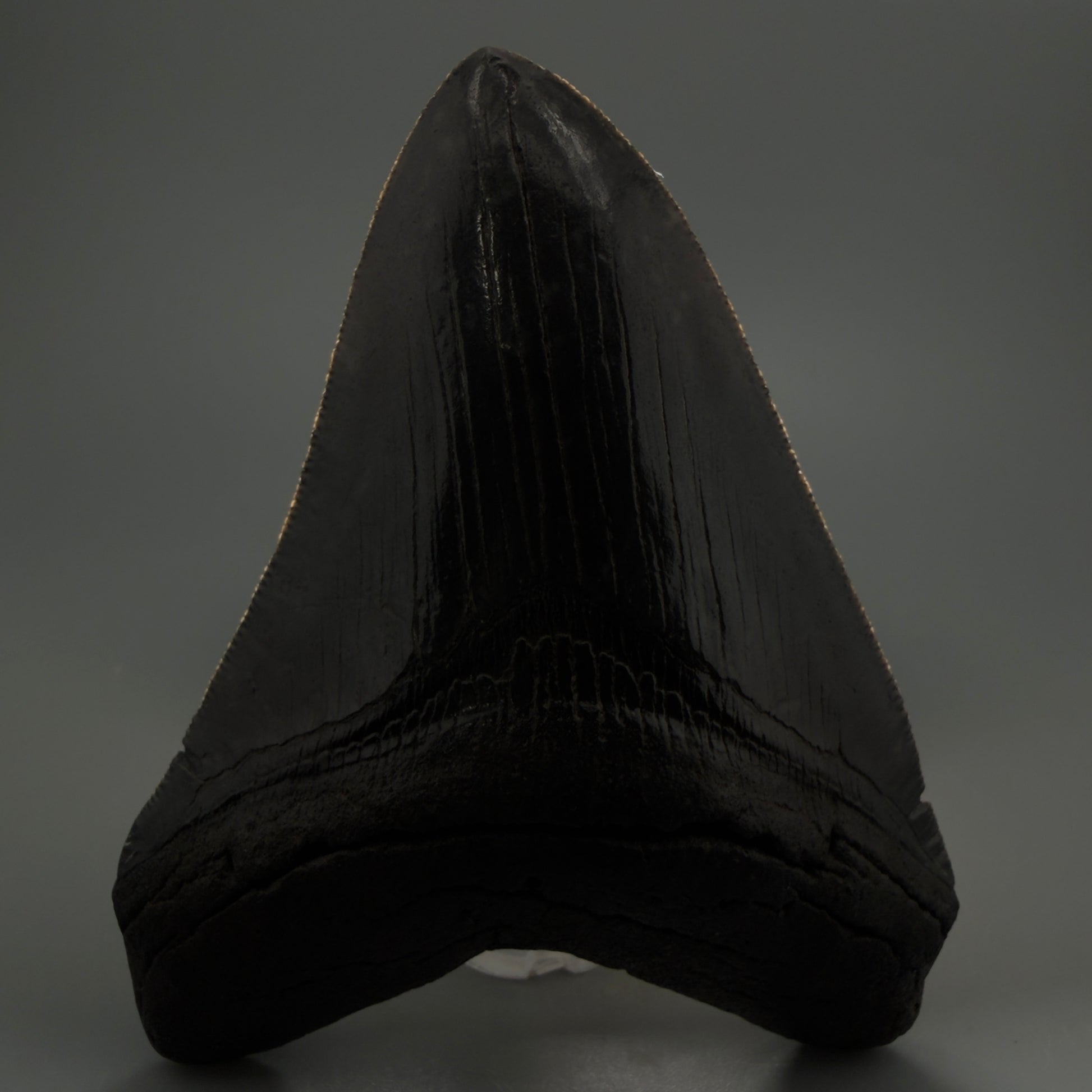 Front View Authentic 4.29" Collector Megalodon Tooth – Jet Black Fossil Megalodon Tooth from South Carolina for Sale CM5407 -2
