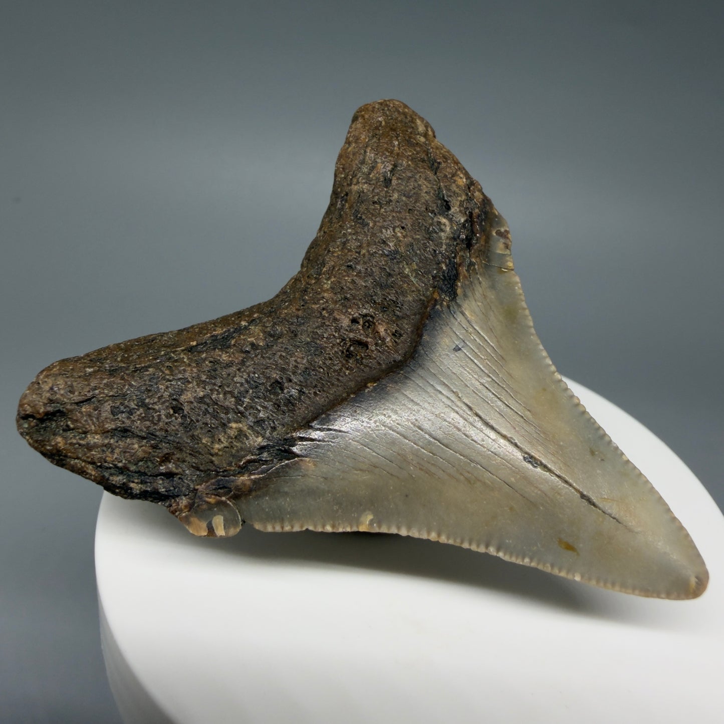 Back Left View Colorful 2.40" Fossil Megalodon Tooth - Authentic Carcharocles megalodon Fossil from North Carolina C6285