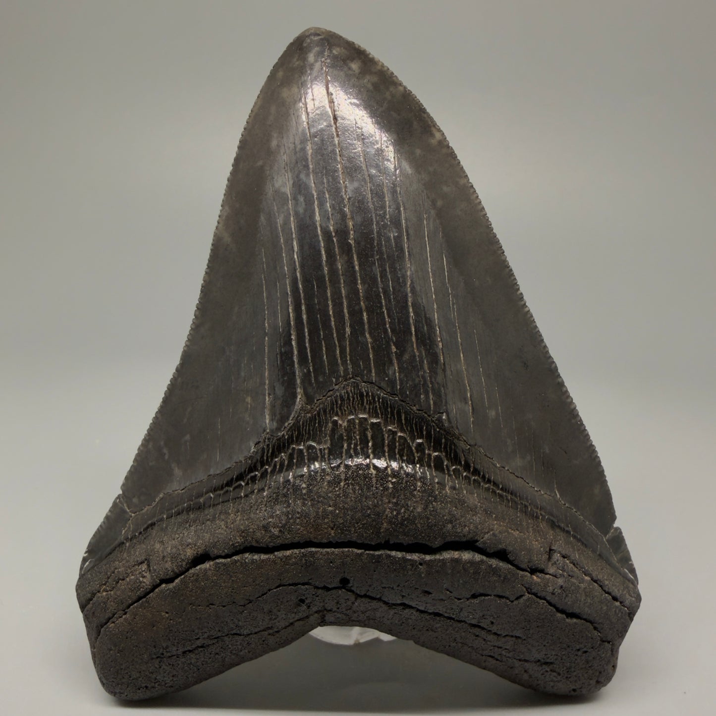 Front View Authentic 4.29" Collector Megalodon Tooth – Jet Black Fossil Megalodon Tooth from South Carolina for Sale CM5407 - 1