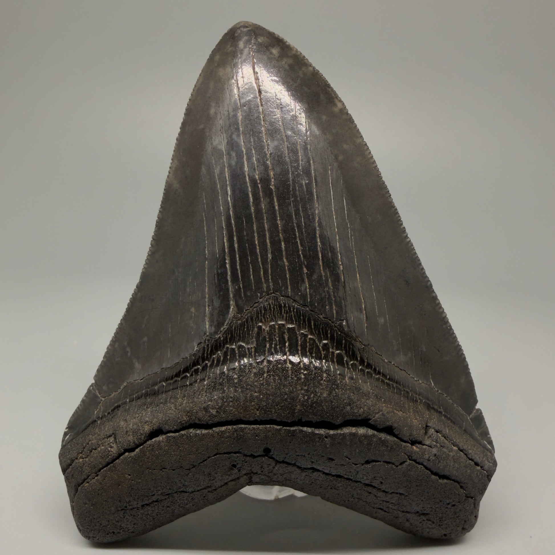 Front View Authentic 4.29" Collector Megalodon Tooth – Jet Black Fossil Megalodon Tooth from South Carolina for Sale CM5407 - 1