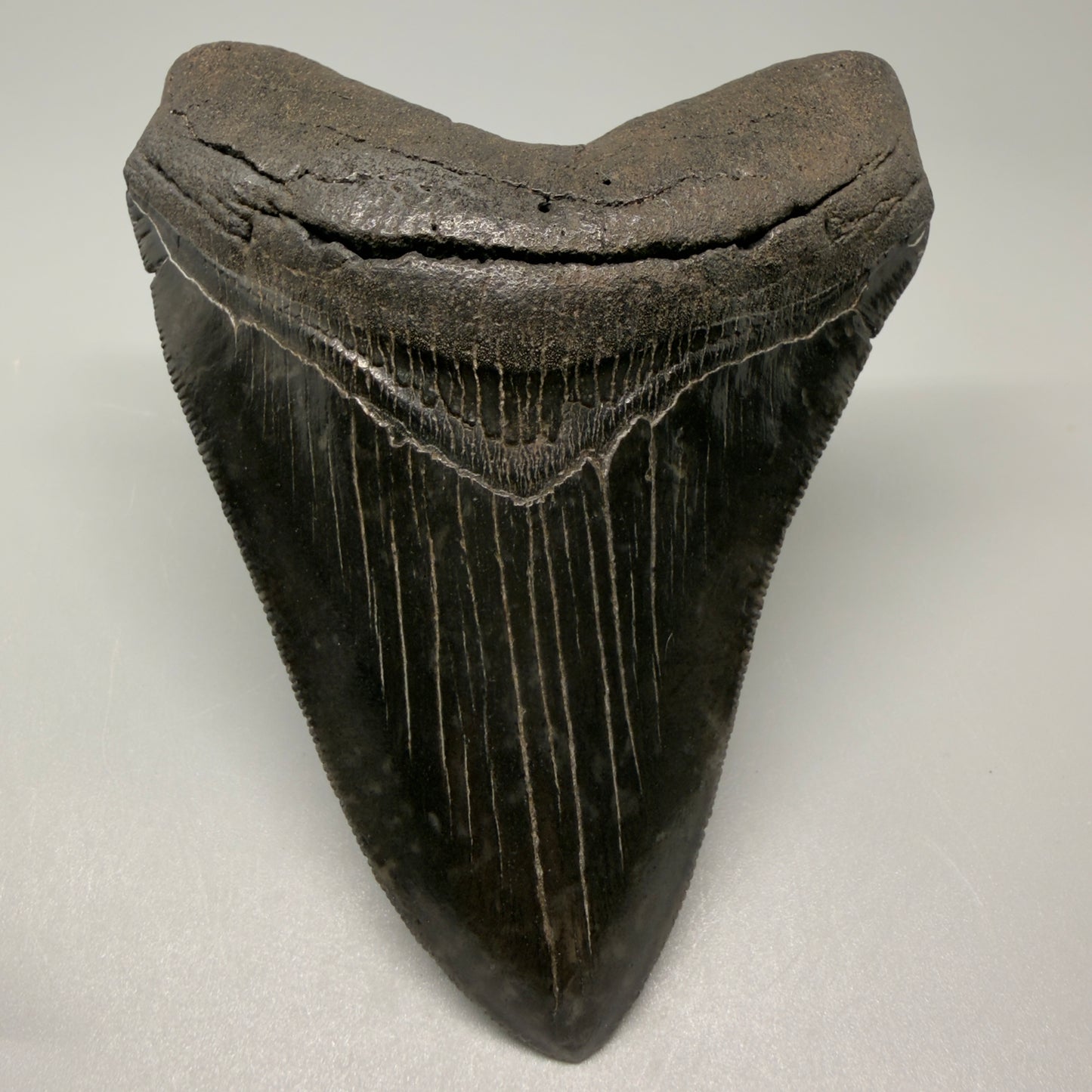 Front View Authentic 4.29" Collector Megalodon Tooth – Jet Black Fossil Megalodon Tooth from South Carolina for Sale CM5407 - 3