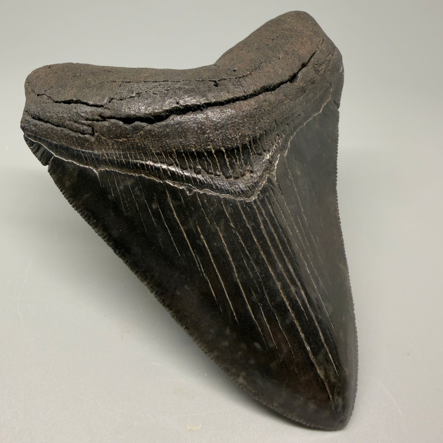 Front Left View Authentic 4.29" Collector Megalodon Tooth – Jet Black Fossil Megalodon Tooth from South Carolina for Sale CM5407 