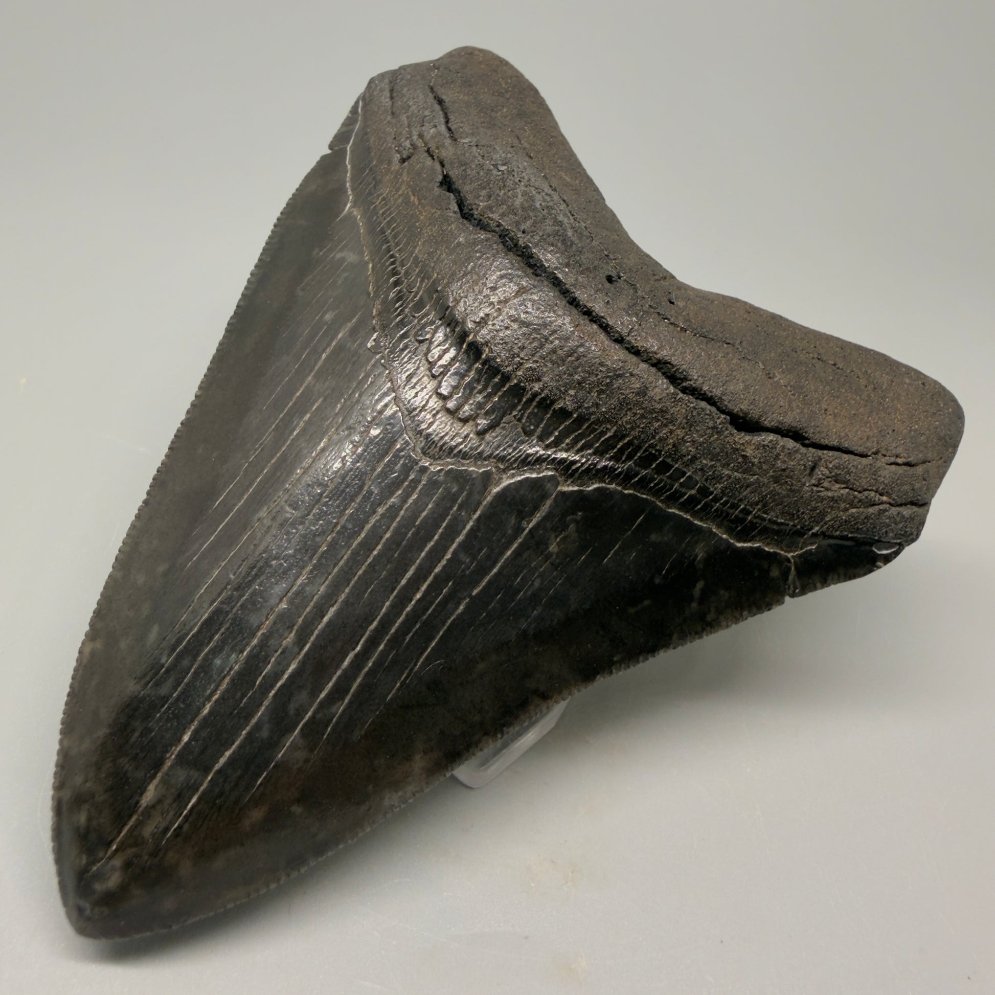 Front Right View Authentic 4.29" Collector Megalodon Tooth – Jet Black Fossil Megalodon Tooth from South Carolina for Sale CM5407 