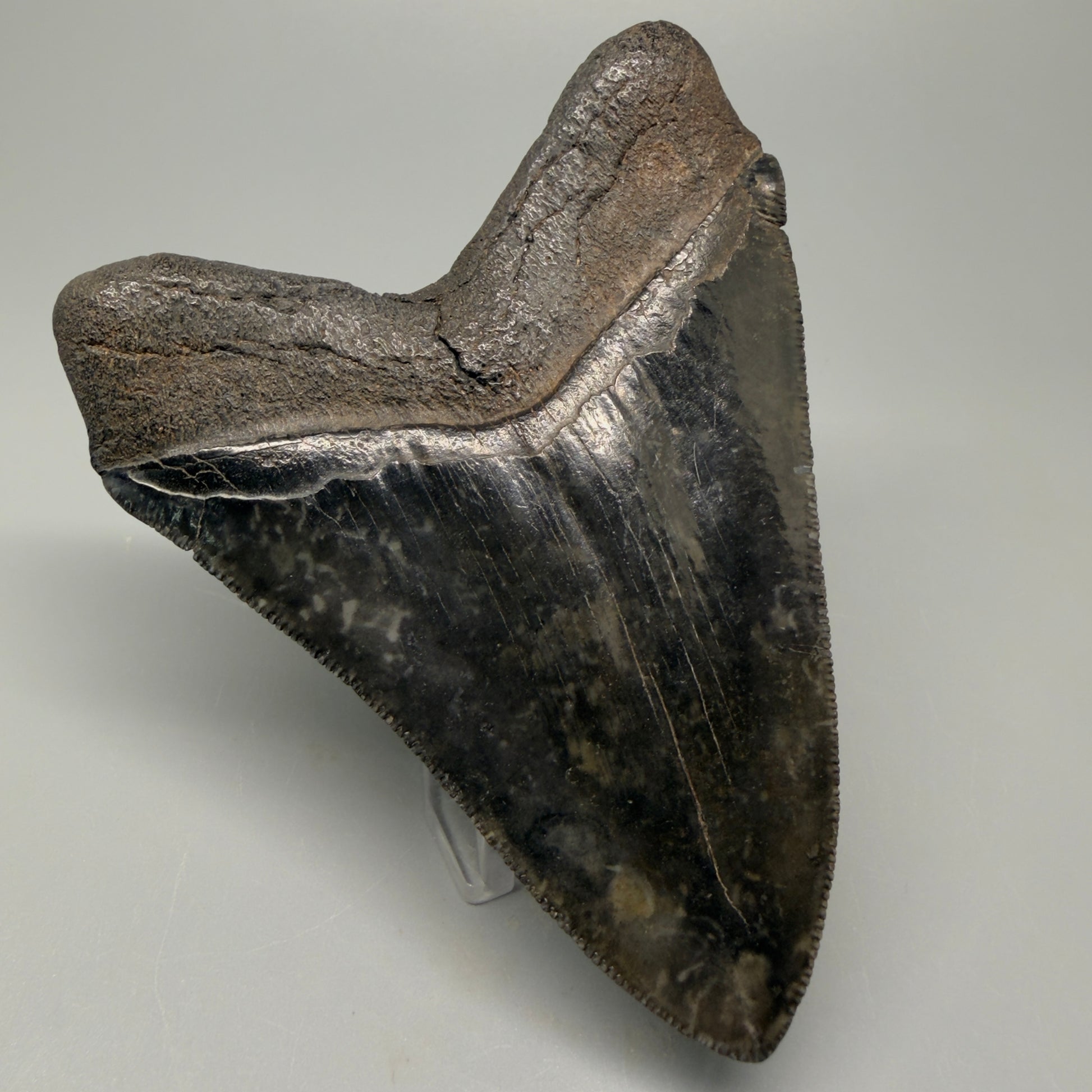 Back Right View Authentic 4.29" Collector Megalodon Tooth – Jet Black Fossil Megalodon Tooth from South Carolina for Sale CM5407 