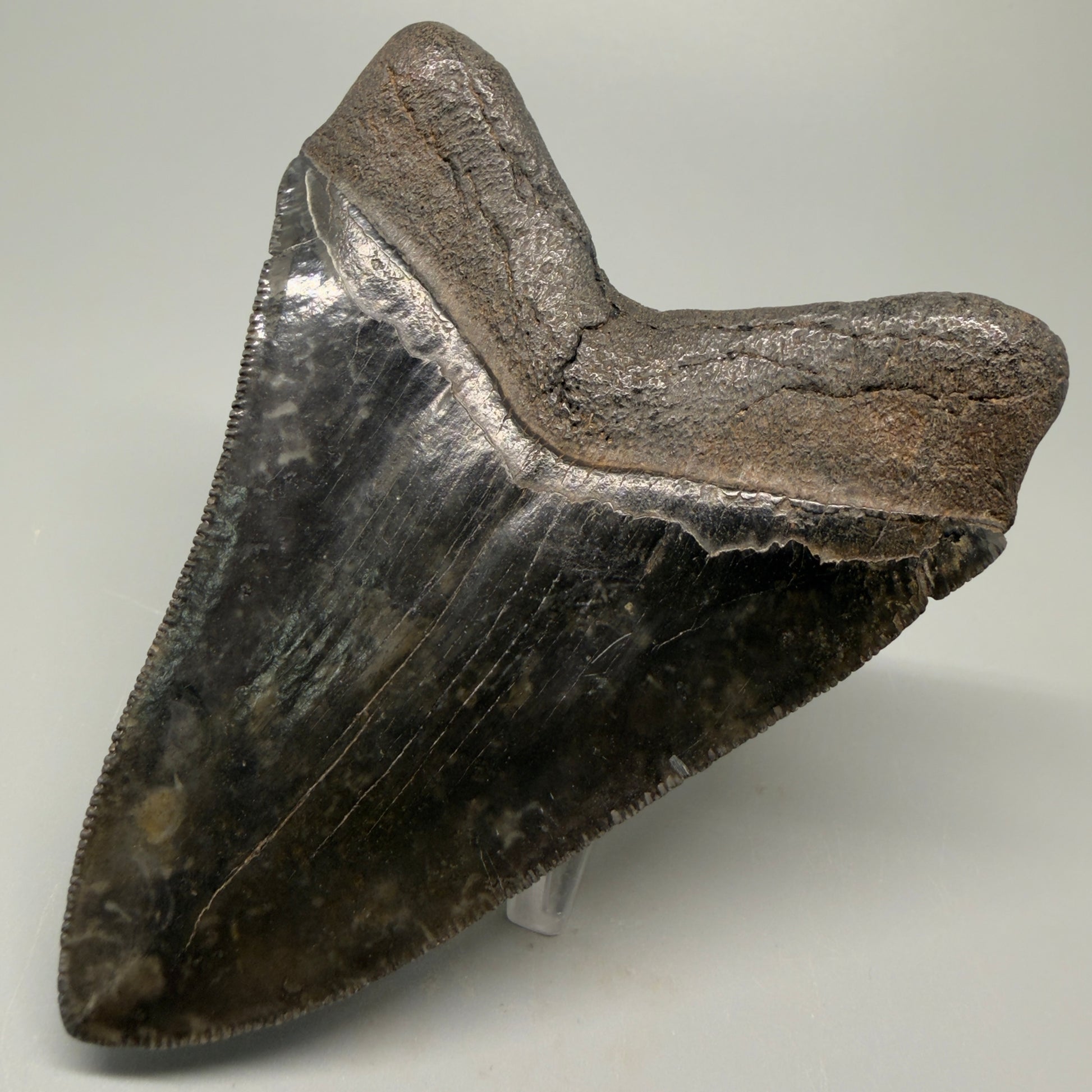 Back Left View Authentic 4.29" Collector Megalodon Tooth – Jet Black Fossil Megalodon Tooth from South Carolina for Sale CM5407 