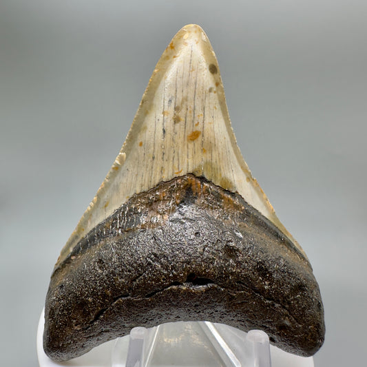 Colorful 3.37" Fossil Megalodon Tooth from North Carolina CM4638 - Front