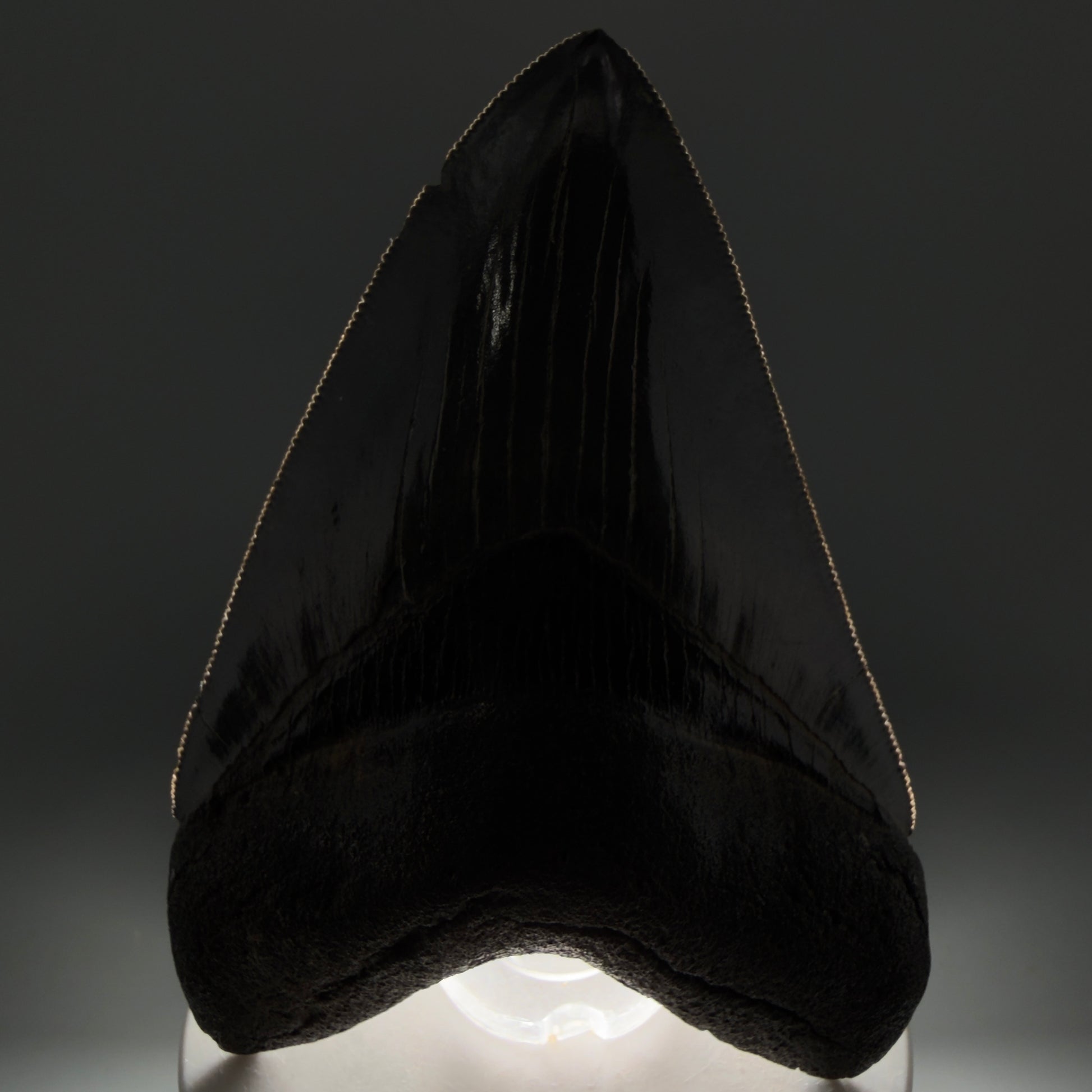 Front View shade Authentic 3.92" Collector Megalodon Tooth – Colorful Fossil Megalodon Tooth from South Carolina for Sale CM5405 