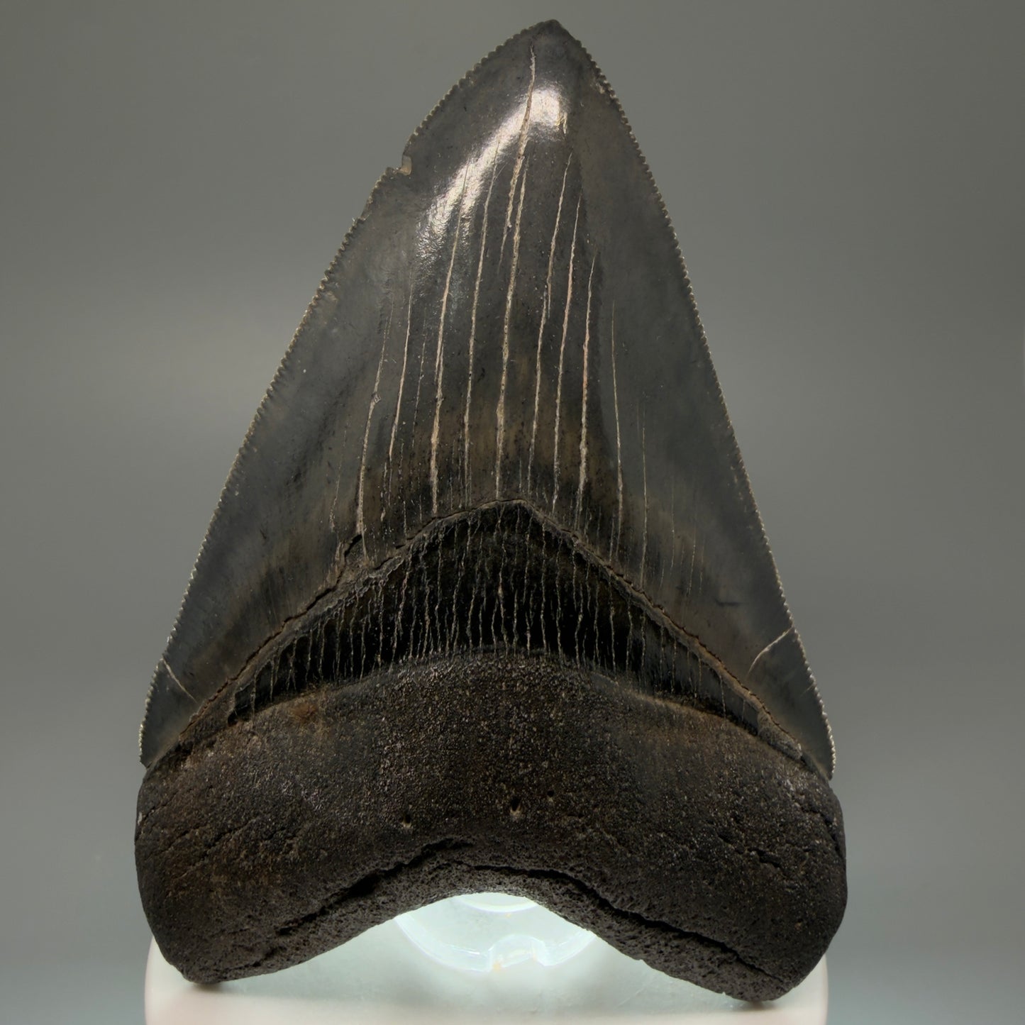 Front View Authentic 3.92" Collector Megalodon Tooth – Colorful Fossil Megalodon Tooth from South Carolina for Sale CM5405 - 1