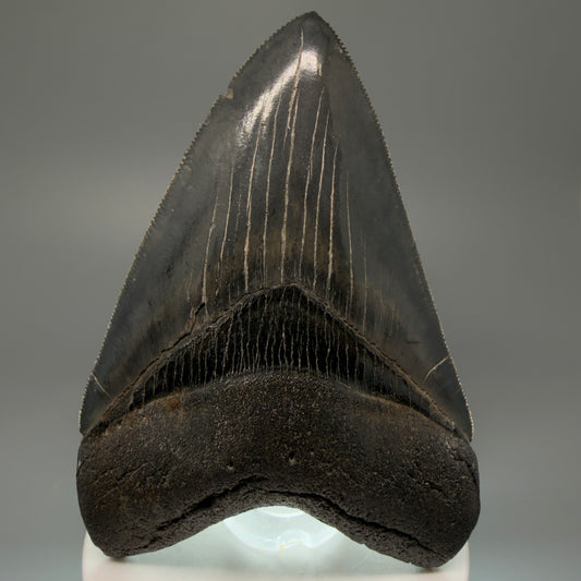 Front View Authentic 3.92" Collector Megalodon Tooth – Colorful Fossil Megalodon Tooth from South Carolina for Sale CM5405 - 1