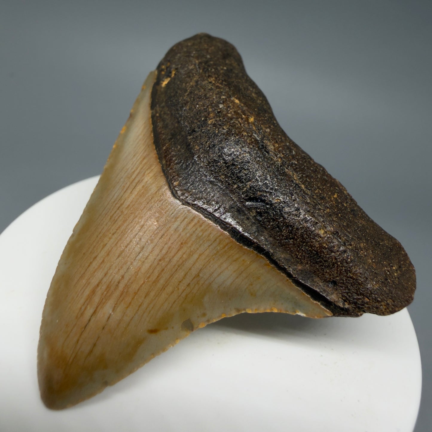 Front Right Left View Colorful 2.53" Fossil Megalodon Tooth - Authentic Carcharocles megalodon Fossil from North Carolina CM6286