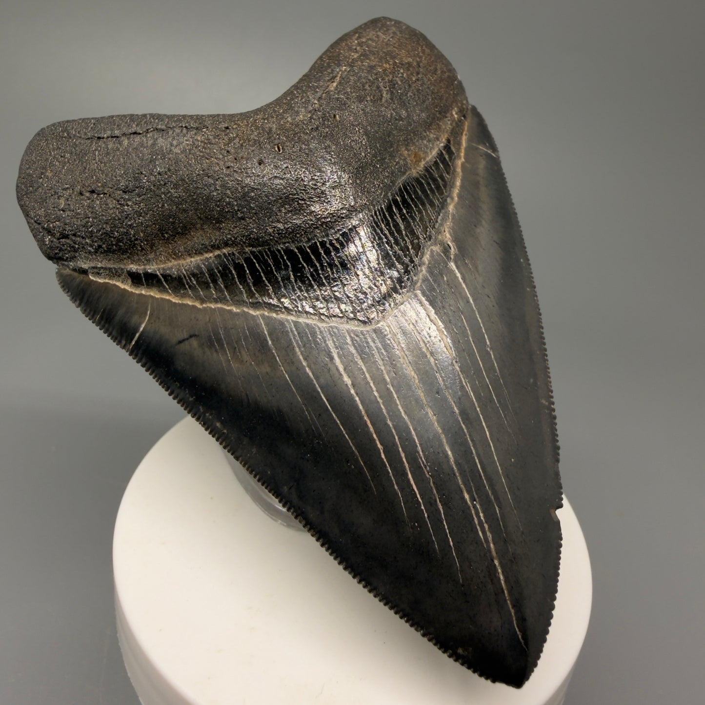 Front Left View Authentic 3.92" Collector Megalodon Tooth – Colorful Fossil Megalodon Tooth from South Carolina for Sale CM5405 