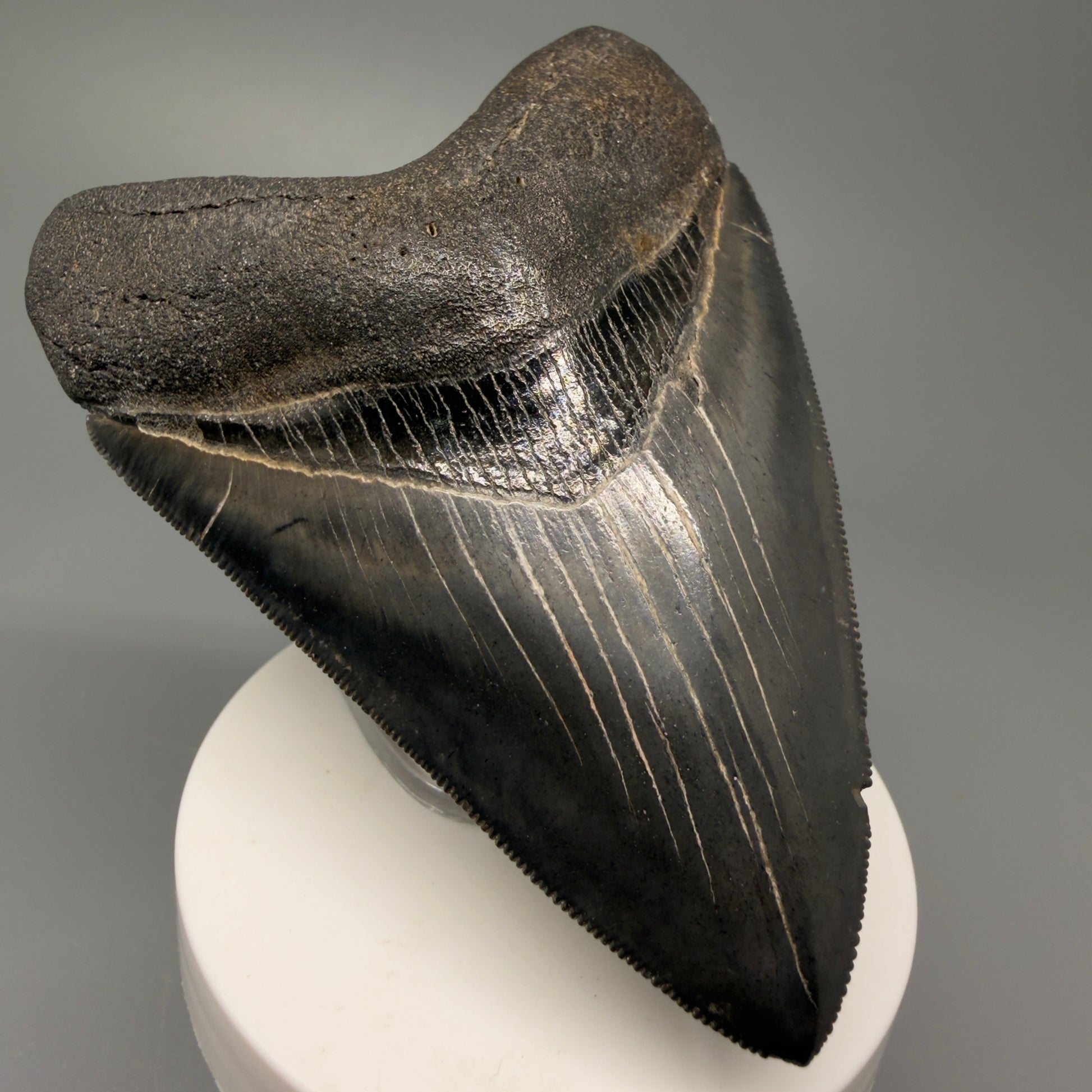 Front Left View Authentic 3.92" Collector Megalodon Tooth – Colorful Fossil Megalodon Tooth from South Carolina for Sale CM5405 