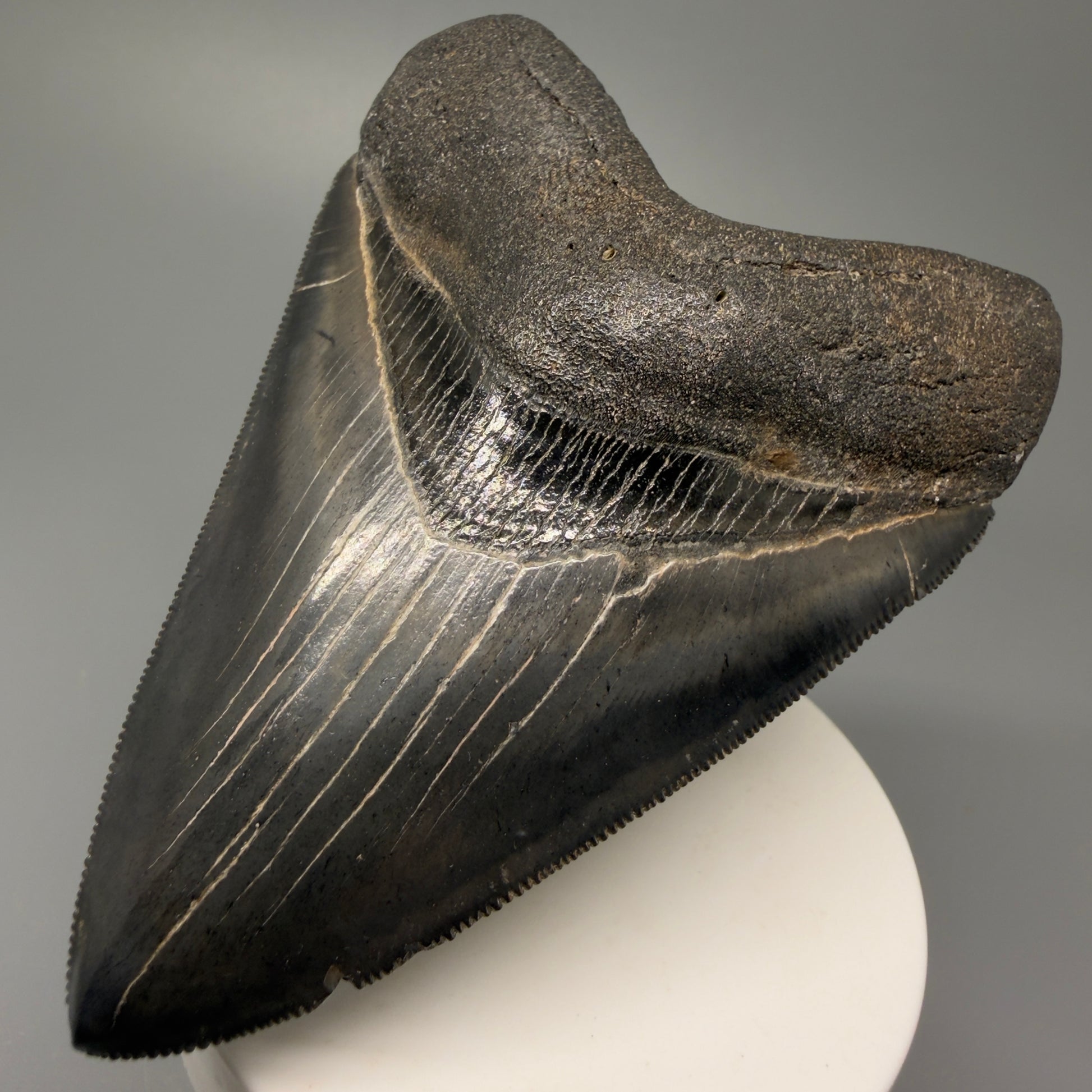 Front right View Authentic 3.92" Collector Megalodon Tooth – Colorful Fossil Megalodon Tooth from South Carolina for Sale CM5405 