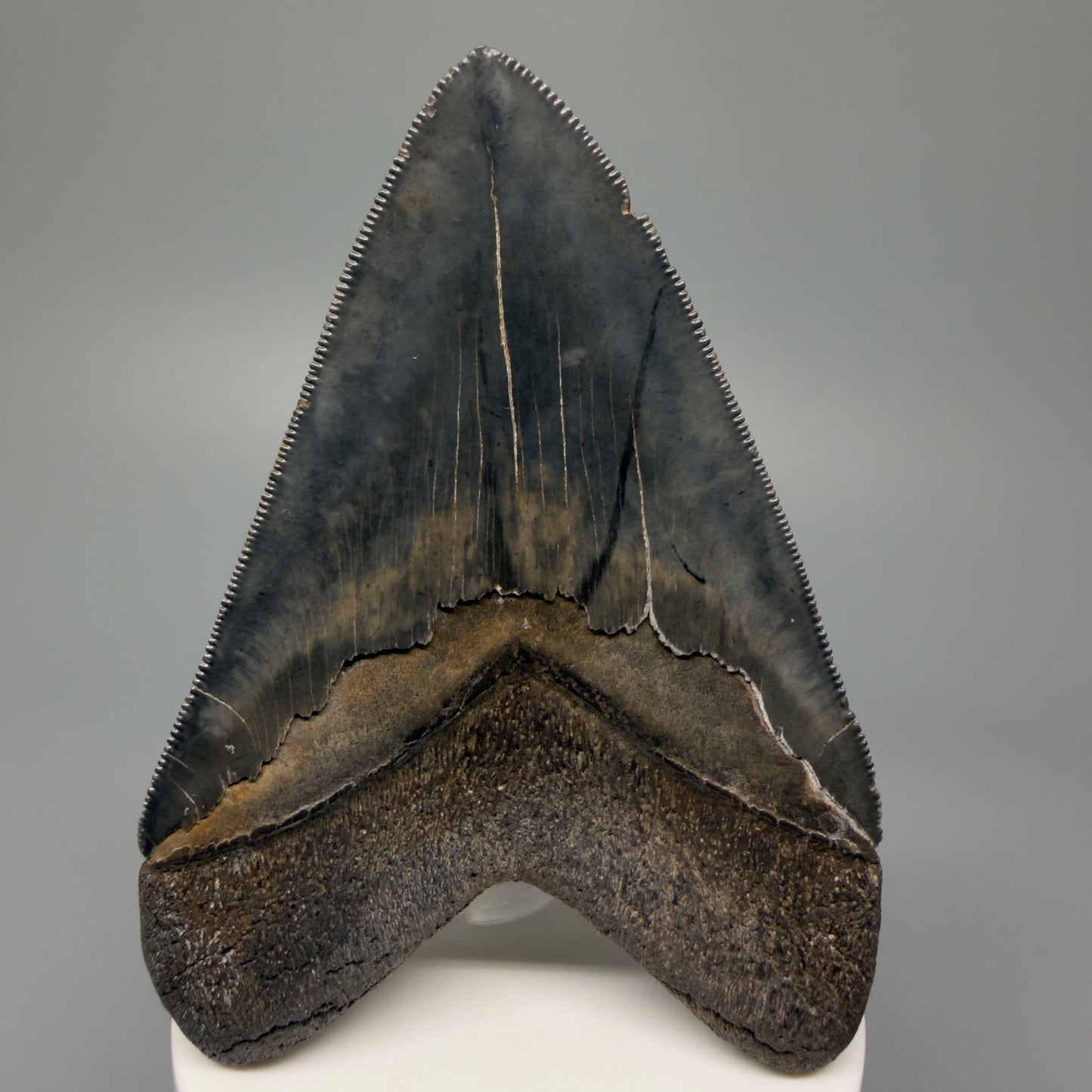 Back View Authentic 3.92" Collector Megalodon Tooth – Colorful Fossil Megalodon Tooth from South Carolina for Sale CM5405 