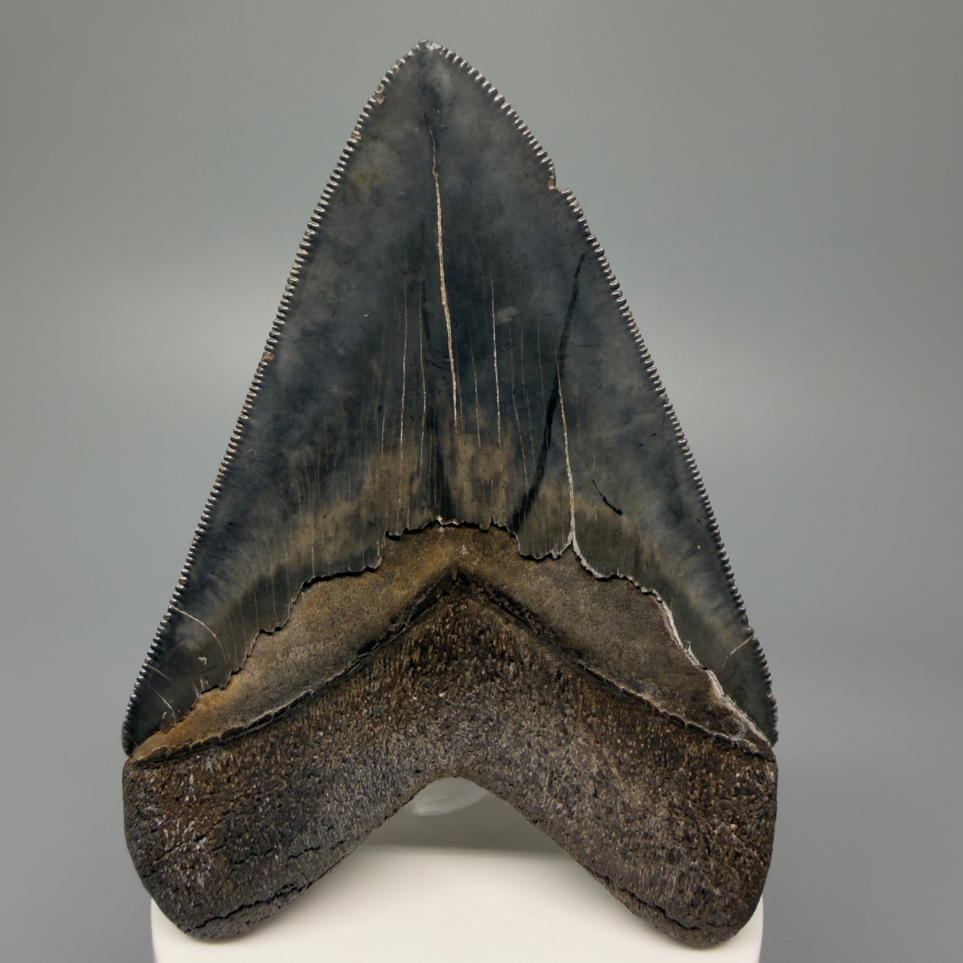 Back View Authentic 3.92" Collector Megalodon Tooth – Colorful Fossil Megalodon Tooth from South Carolina for Sale CM5405 