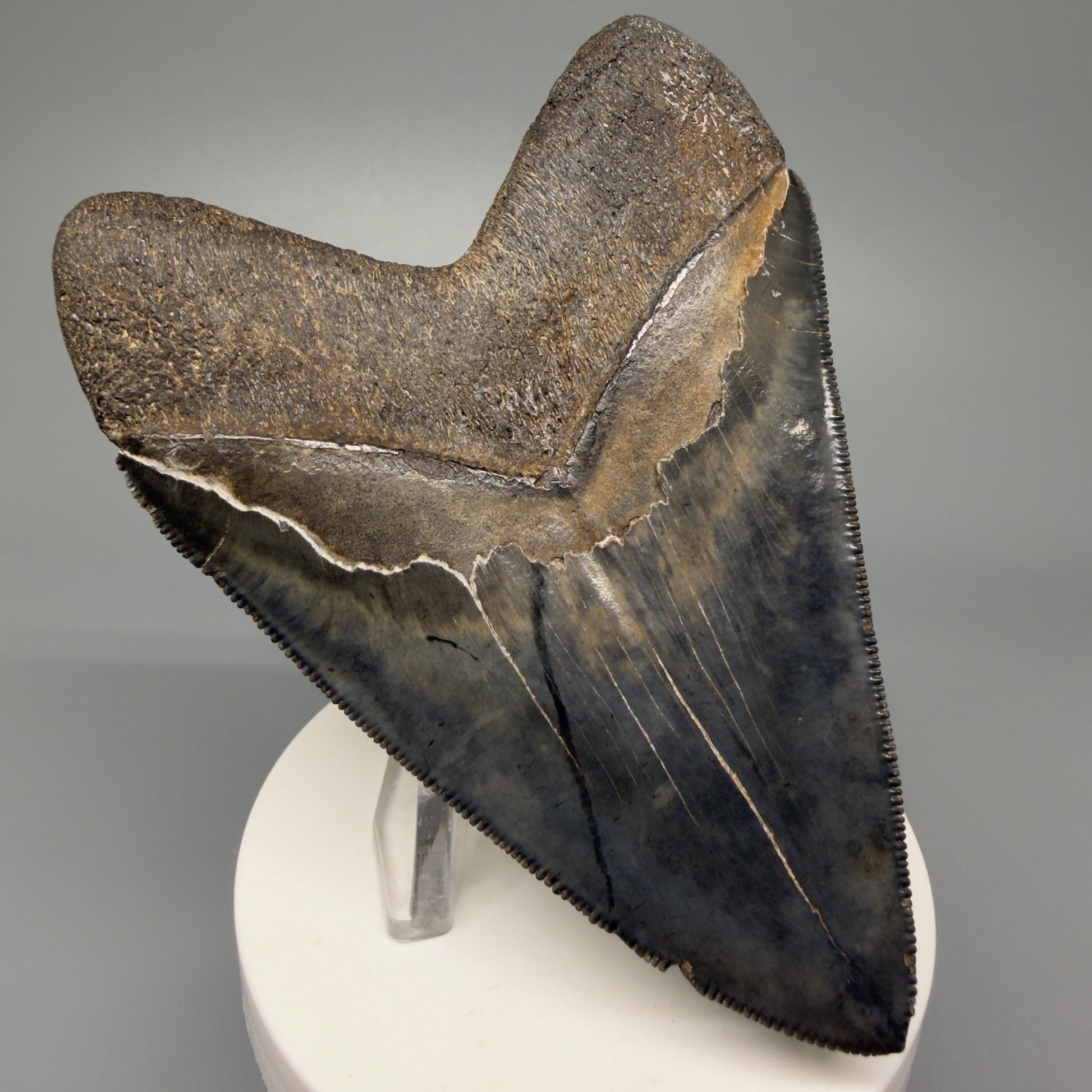 Back Left View Authentic 3.92" Collector Megalodon Tooth – Colorful Fossil Megalodon Tooth from South Carolina for Sale CM5405 