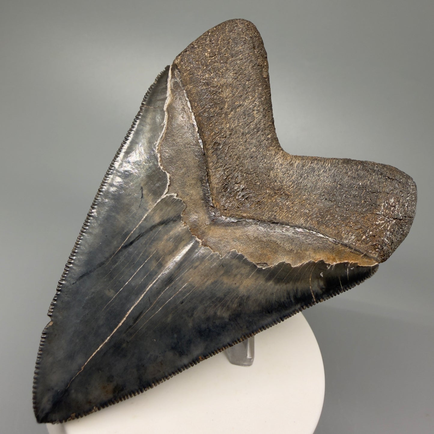 Back Left View Authentic 3.92" Collector Megalodon Tooth – Colorful Fossil Megalodon Tooth from South Carolina for Sale CM5405 