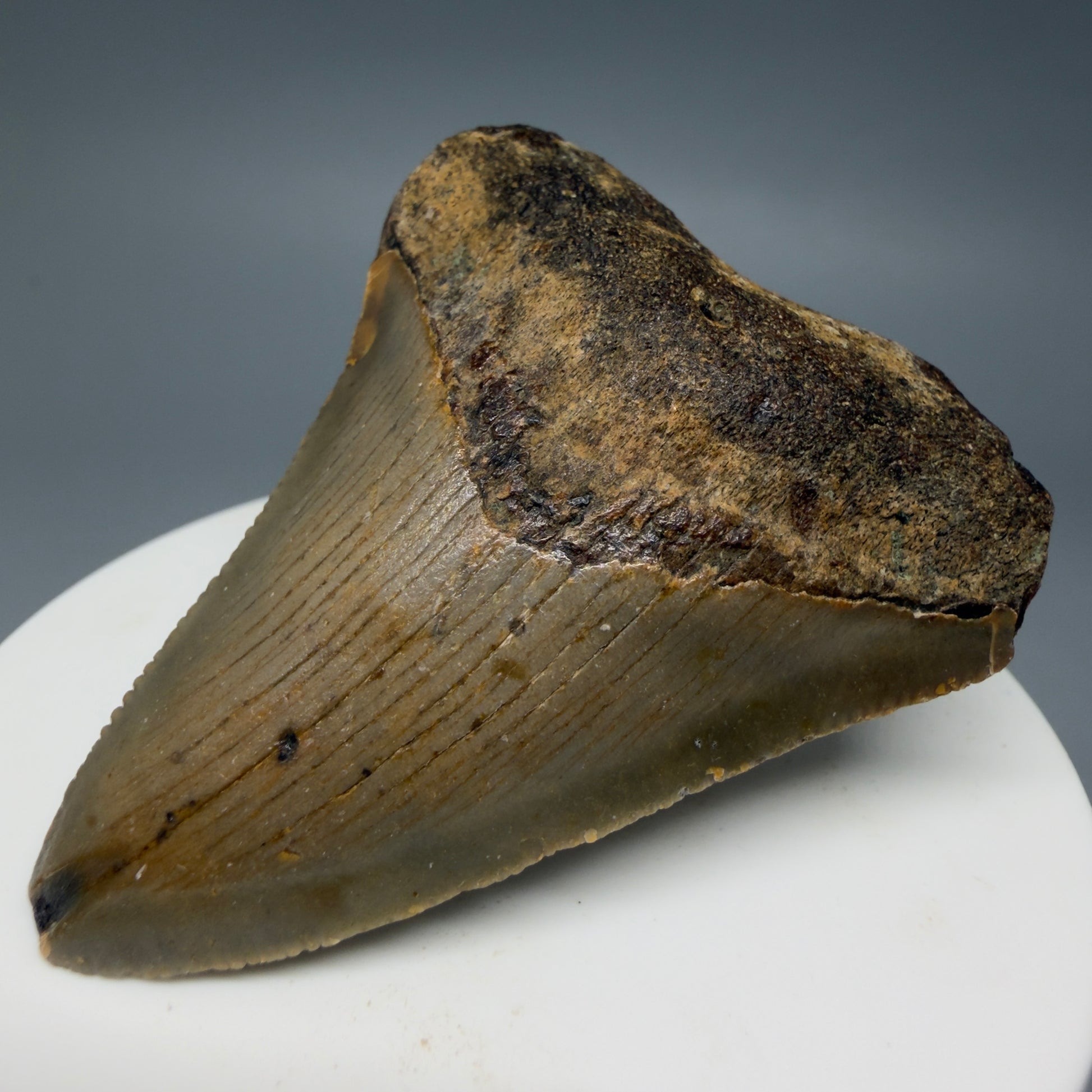 Front Right View Colorful 2.28" Fossil Megalodon Tooth - Authentic Carcharocles megalodon Fossil from North Carolina CM6283