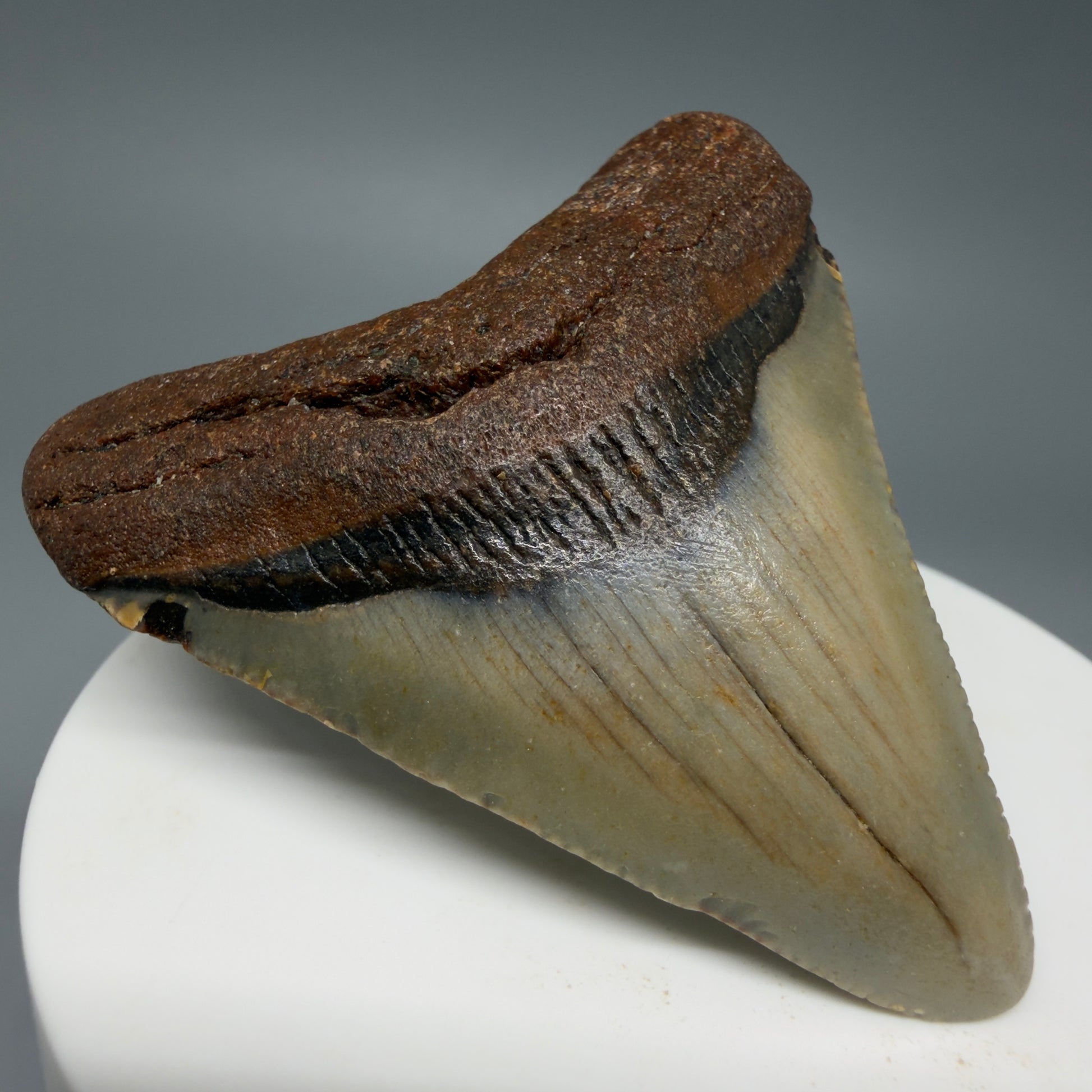 Front Right View Colorful 2.28" Fossil Megalodon Tooth - Authentic Carcharocles megalodon Fossil from North Carolina CM6282