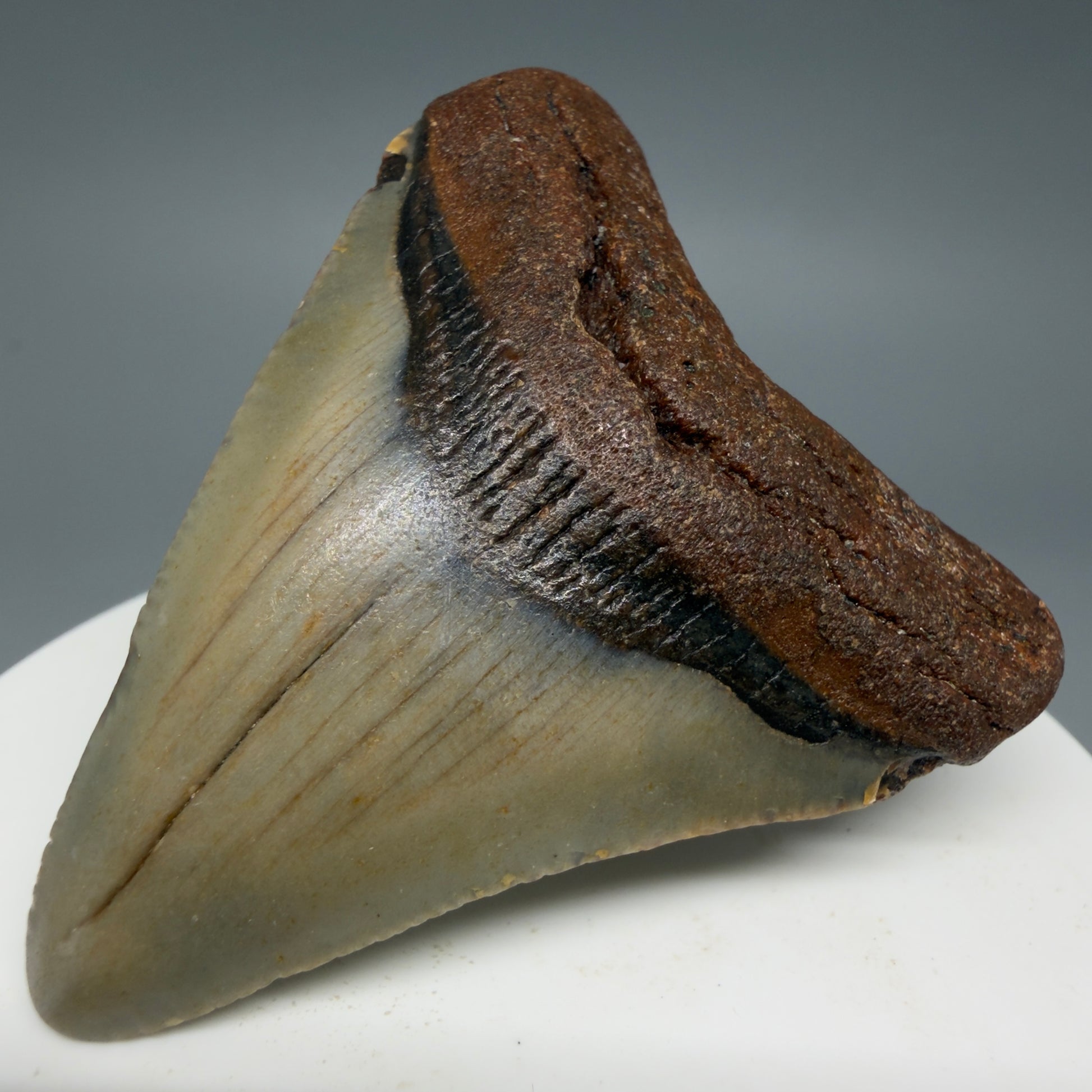 Front Right View Colorful 2.28" Fossil Megalodon Tooth - Authentic Carcharocles megalodon Fossil from North Carolina CM6282