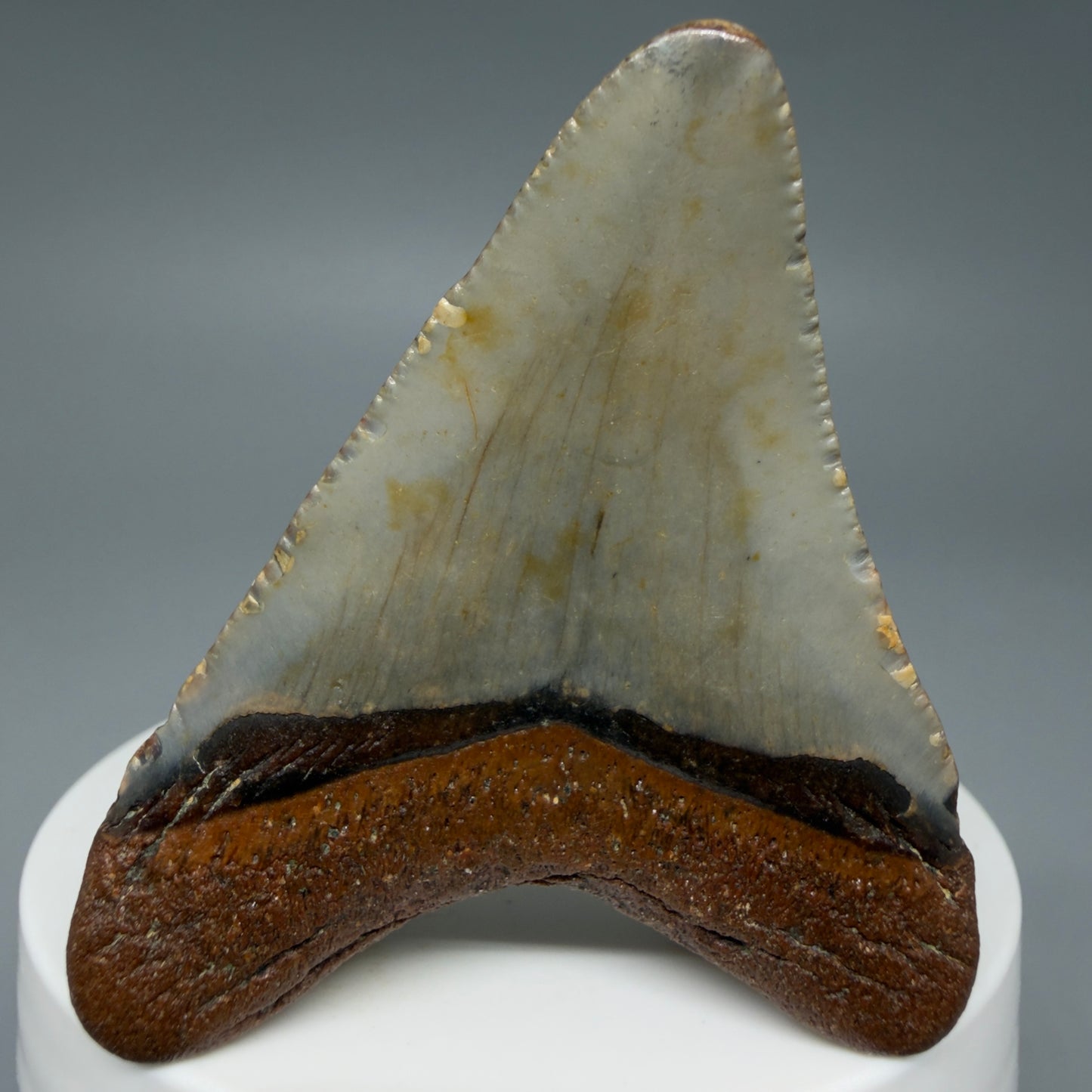 Back View Colorful 2.28" Fossil Megalodon Tooth - Authentic Carcharocles megalodon Fossil from North Carolina CM6282