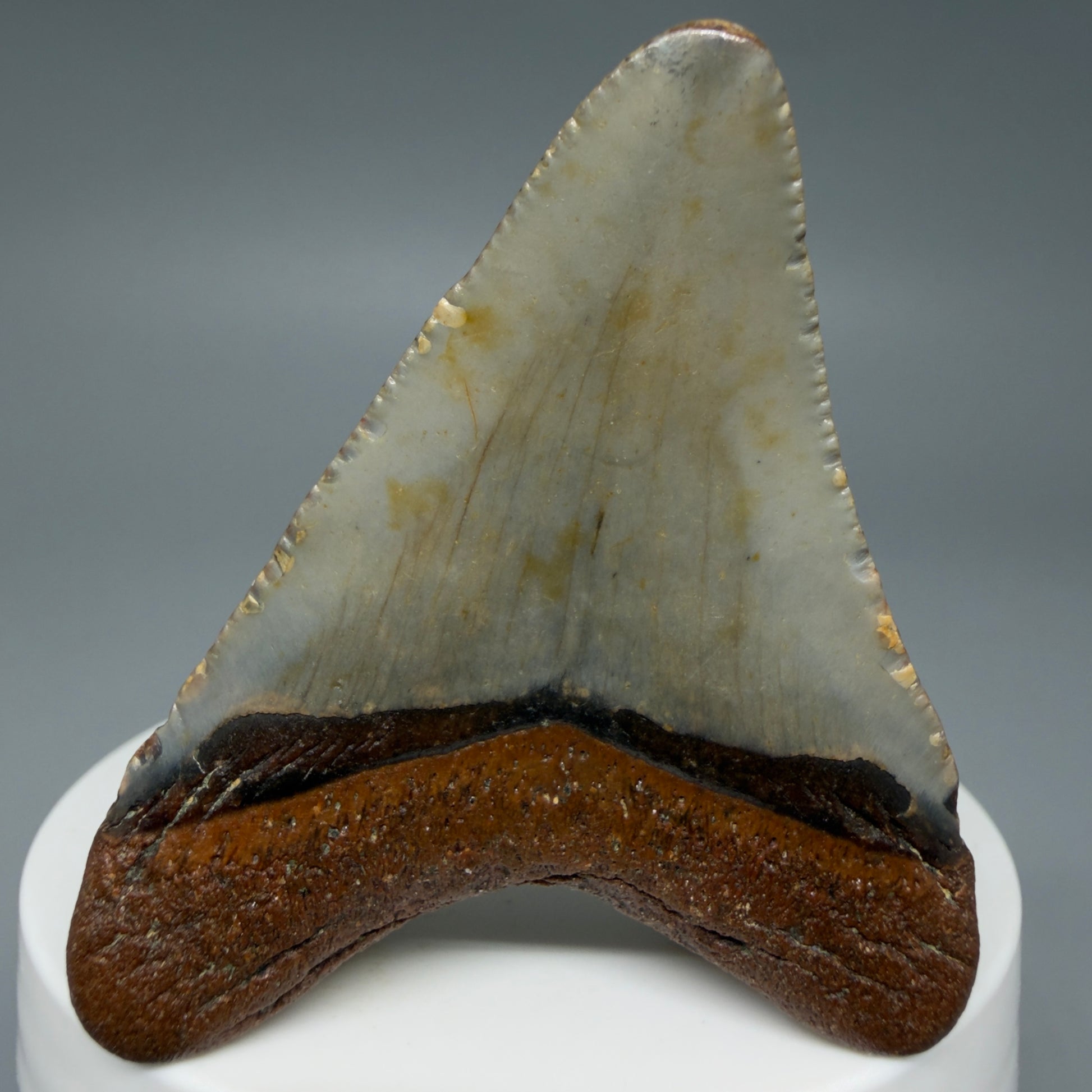 Back View Colorful 2.28" Fossil Megalodon Tooth - Authentic Carcharocles megalodon Fossil from North Carolina CM6282