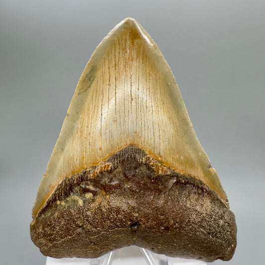 Colorful 4.32" Fossil Megalodon Tooth from North Carolina CM4642 - Front