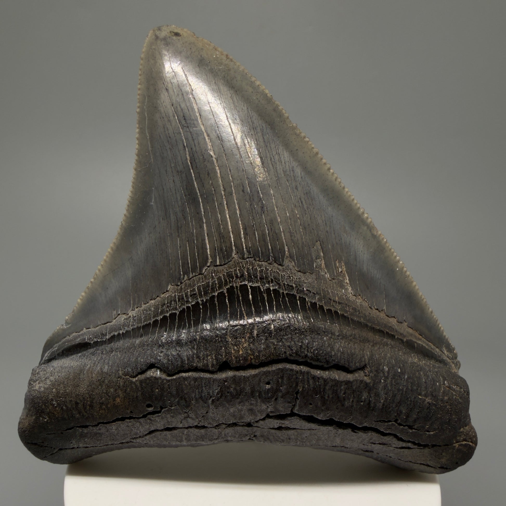 Front View Authentic 3.68" Lateral Megalodon Tooth – Colorful Fossil Megalodon Tooth from South Carolina for Sale CM5404 - 1