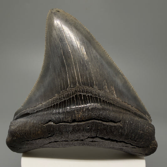 Front View Authentic 3.68" Lateral Megalodon Tooth – Colorful Fossil Megalodon Tooth from South Carolina for Sale CM5404 - 1
