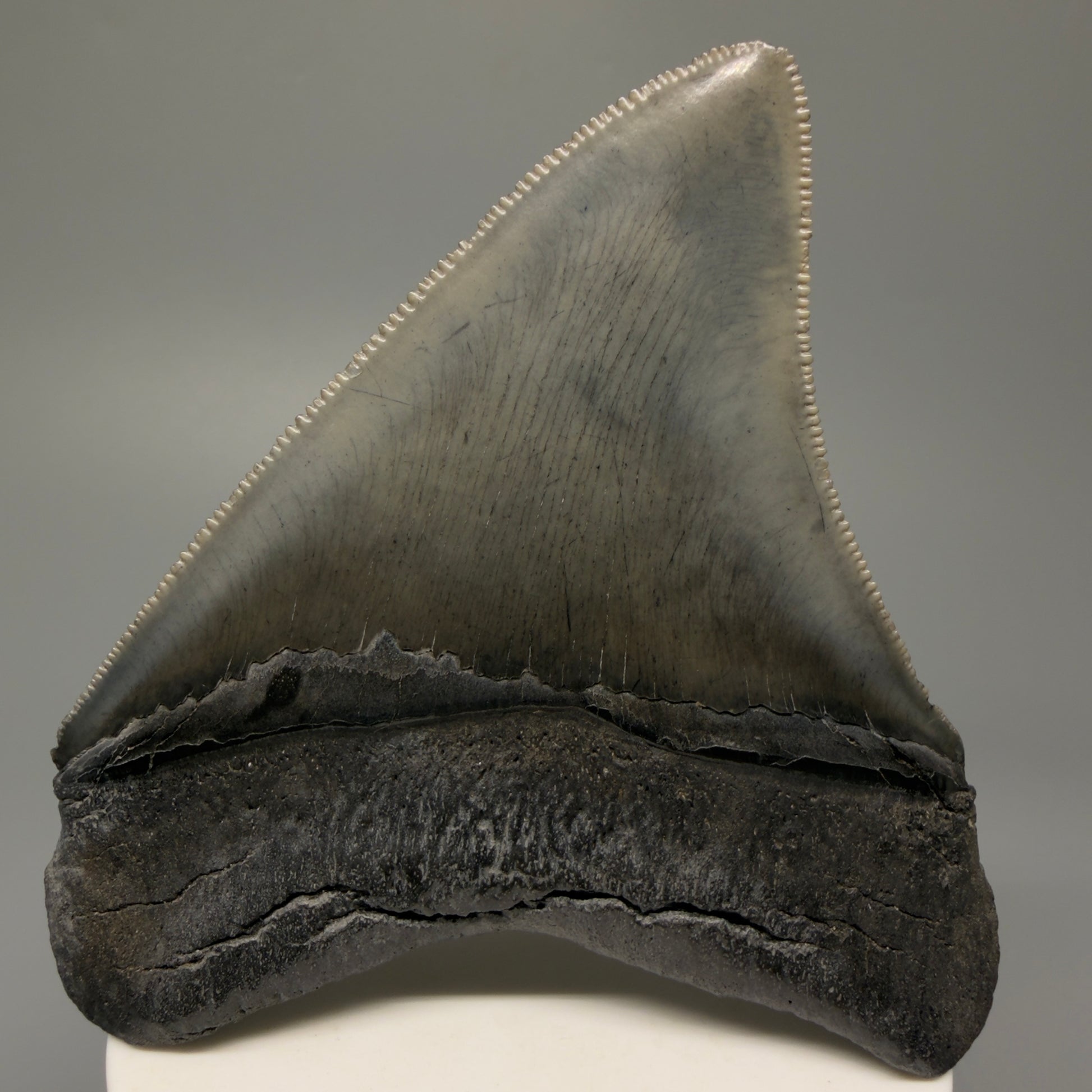 Back View Authentic 3.68" Lateral Megalodon Tooth – Colorful Fossil Megalodon Tooth from South Carolina for Sale CM5404