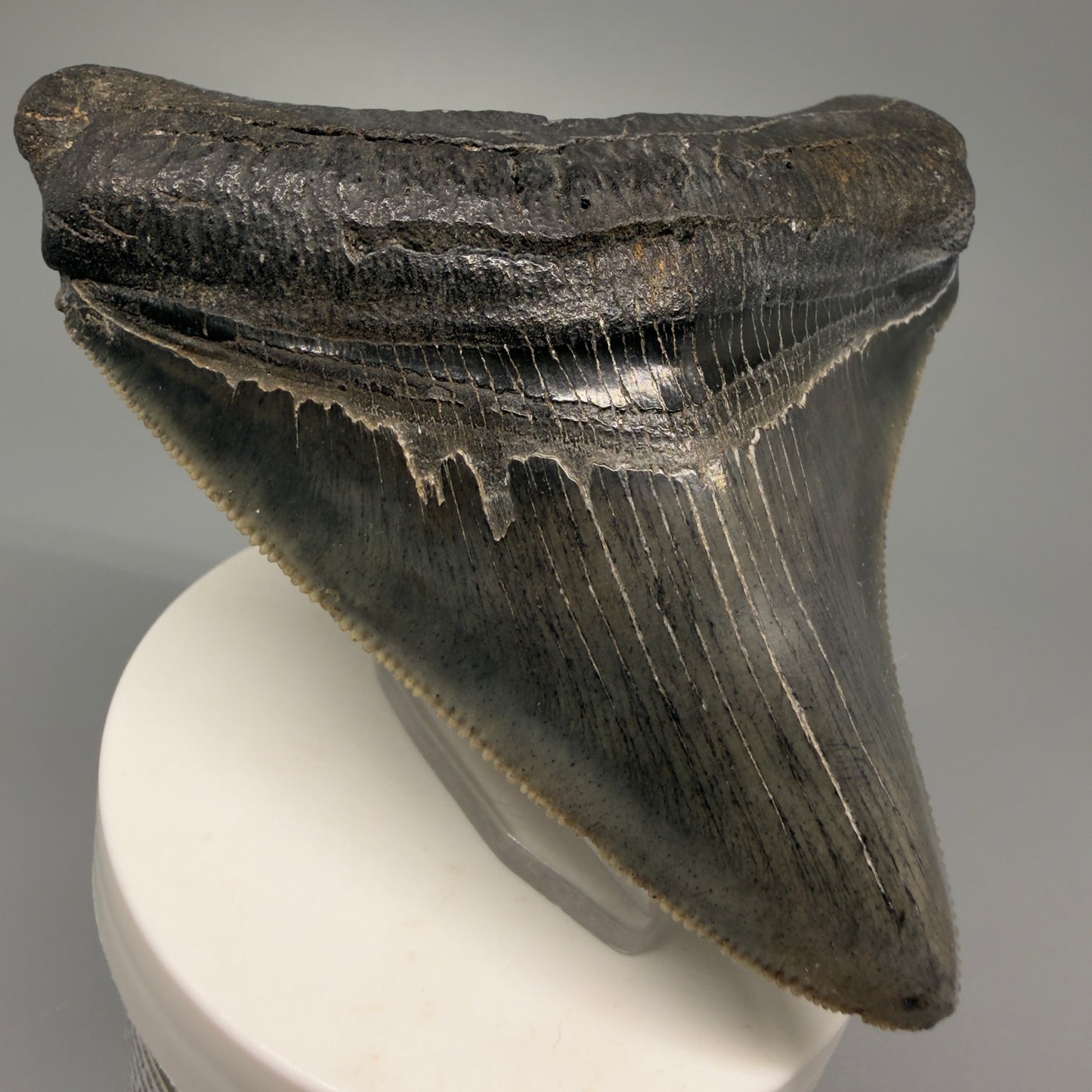 Front Left View Authentic 3.68" Lateral Megalodon Tooth – Colorful Fossil Megalodon Tooth from South Carolina for Sale CM5404 