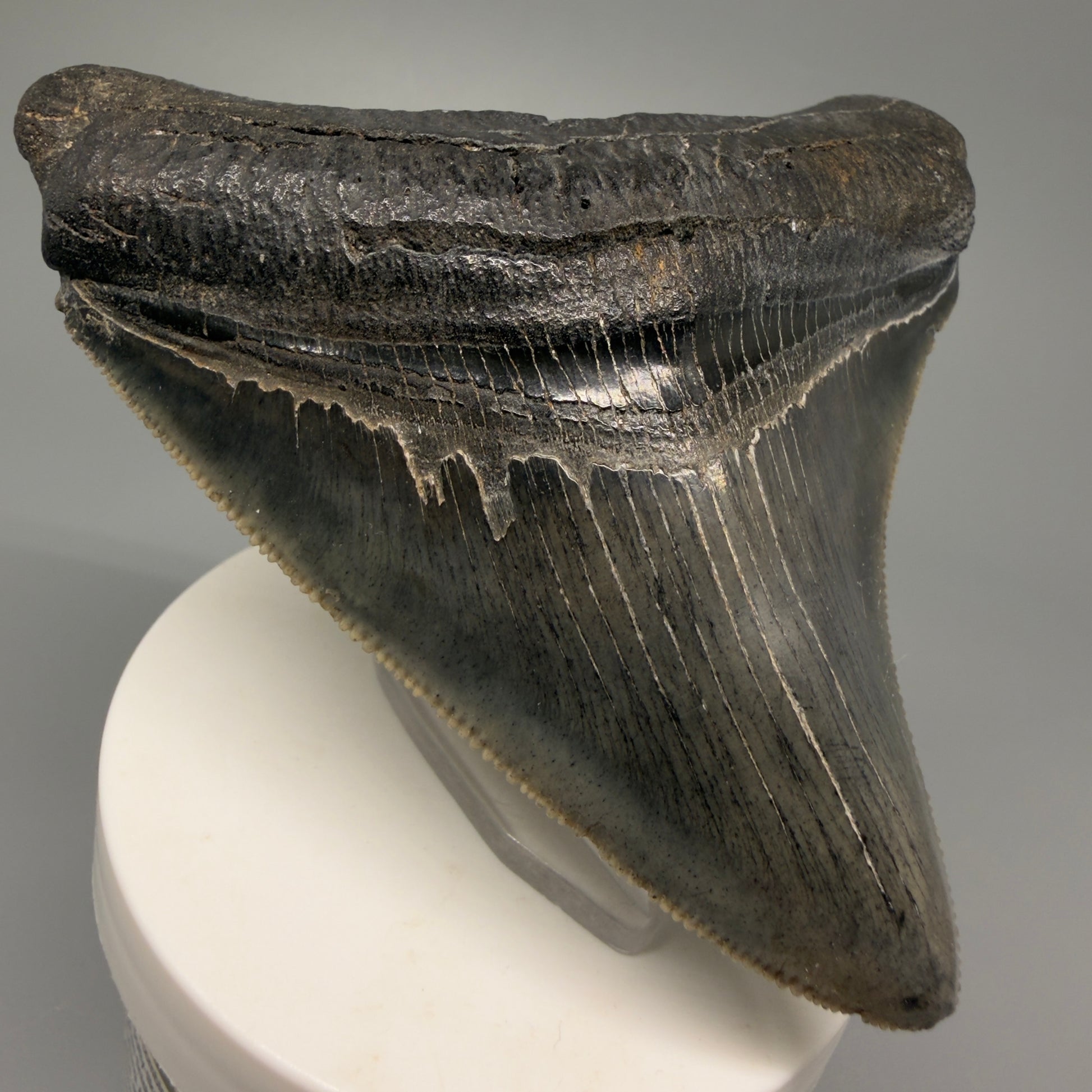 Front Left View Authentic 3.68" Lateral Megalodon Tooth – Colorful Fossil Megalodon Tooth from South Carolina for Sale CM5404 