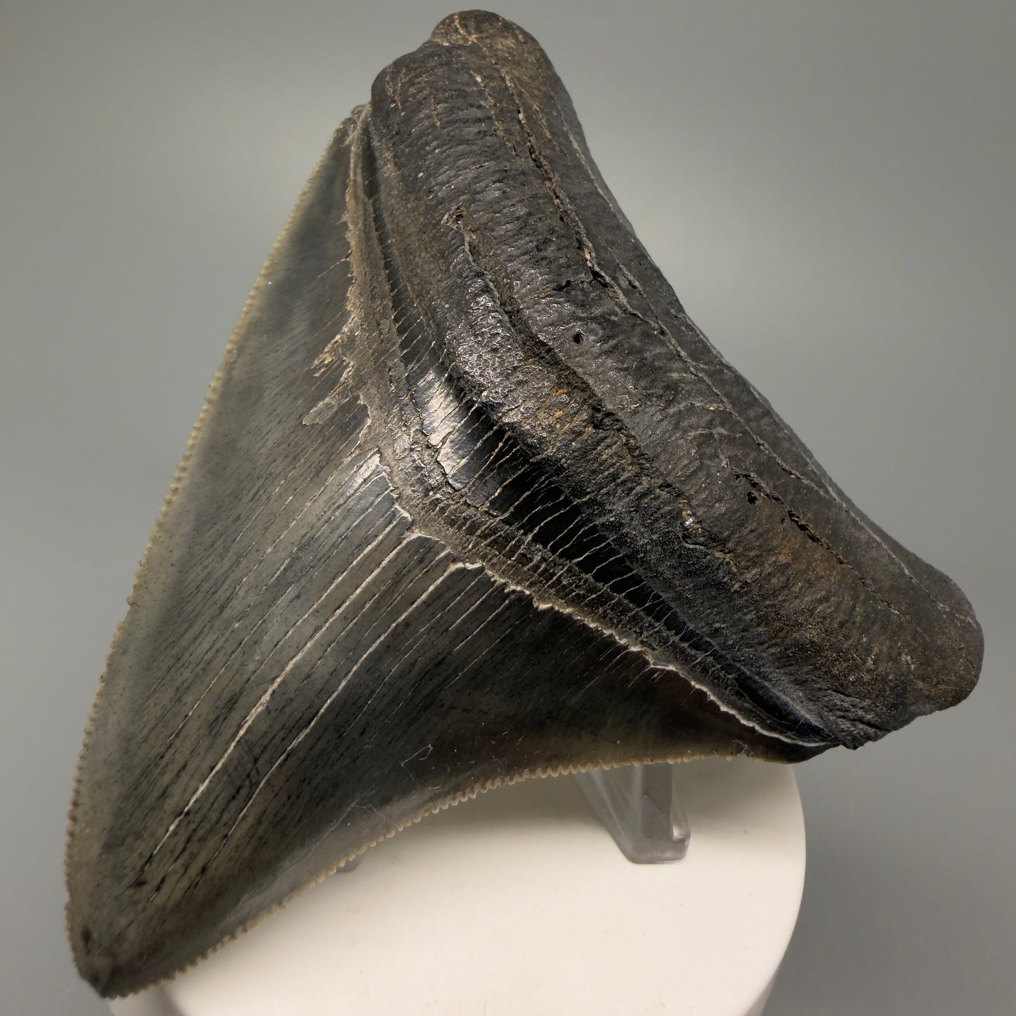 Front Right View Authentic 3.68" Lateral Megalodon Tooth – Colorful Fossil Megalodon Tooth from South Carolina for Sale CM5404