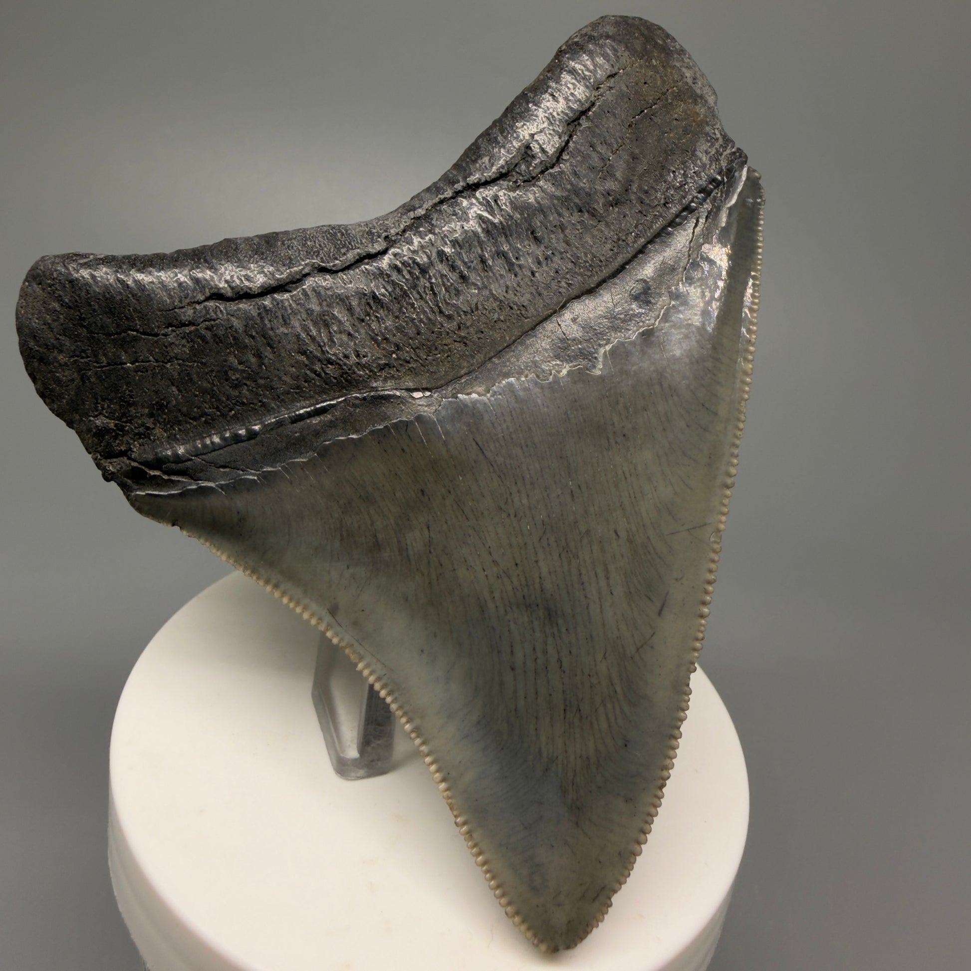 Back Left View Authentic 3.68" Lateral Megalodon Tooth – Colorful Fossil Megalodon Tooth from South Carolina for Sale CM5404