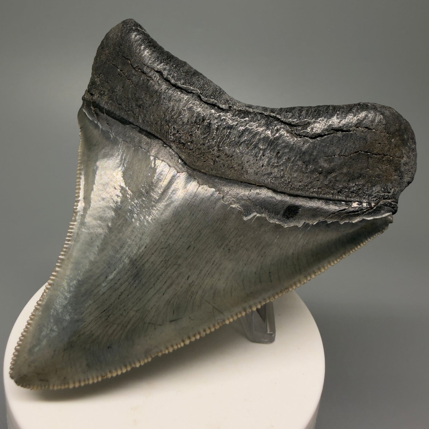 Back Right View Authentic 3.68" Lateral Megalodon Tooth – Colorful Fossil Megalodon Tooth from South Carolina for Sale CM5404