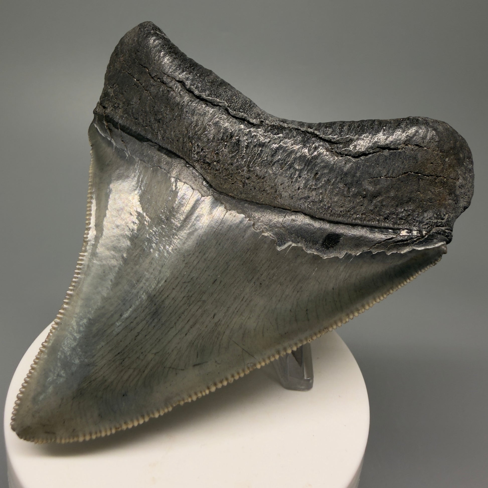 Back Right View Authentic 3.68" Lateral Megalodon Tooth – Colorful Fossil Megalodon Tooth from South Carolina for Sale CM5404