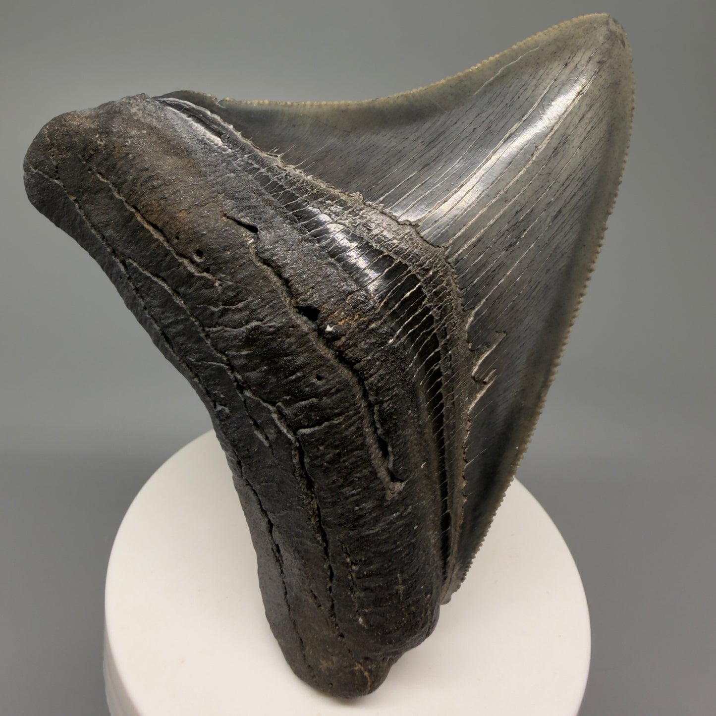 Front View Authentic 3.68" Lateral Megalodon Tooth – Colorful Fossil Megalodon Tooth from South Carolina for Sale CM5404