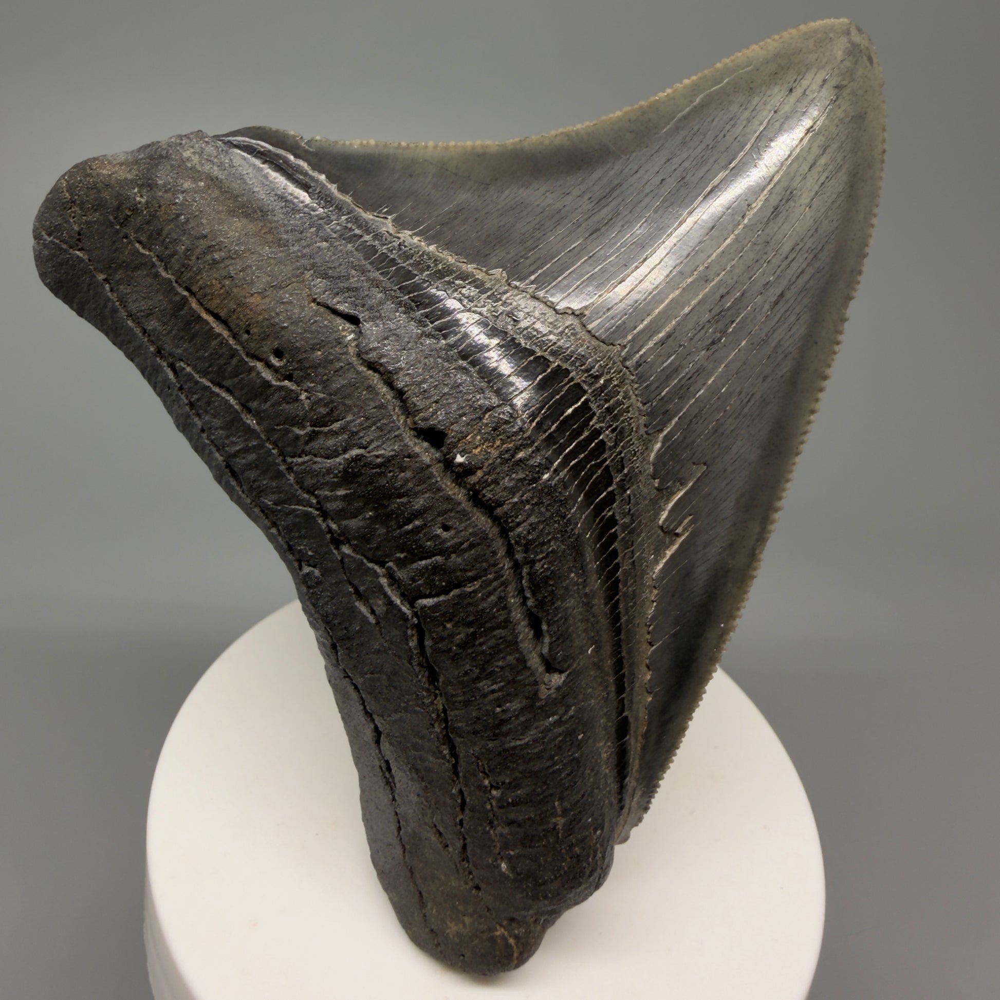 Front View Authentic 3.68" Lateral Megalodon Tooth – Colorful Fossil Megalodon Tooth from South Carolina for Sale CM5404