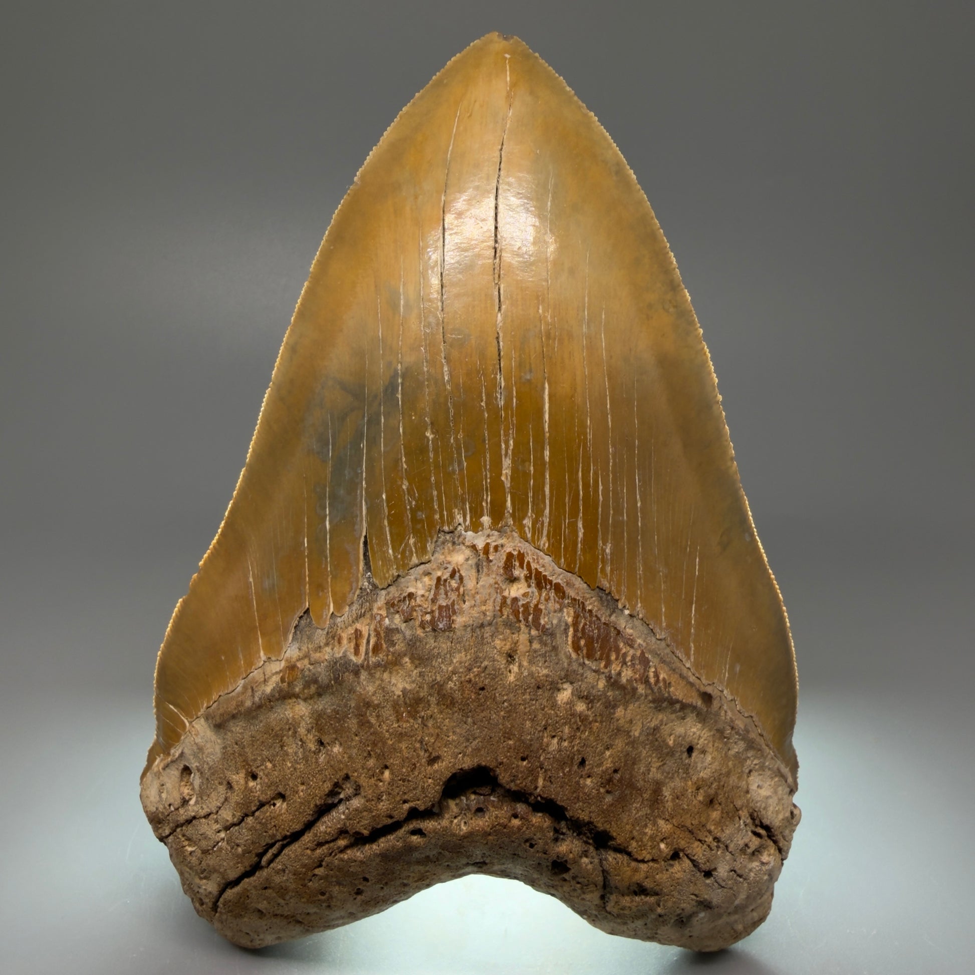 Front view 6.04" Authentic Megalodon Tooth – Extra Large, Collector's Quality Fossil from North Carolina CM5401 