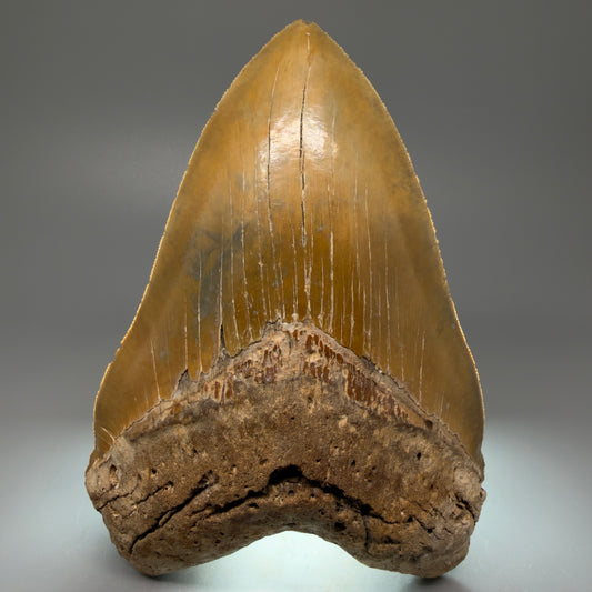 Front view 6.04" Authentic Megalodon Tooth – Extra Large, Collector's Quality Fossil from North Carolina CM5401 