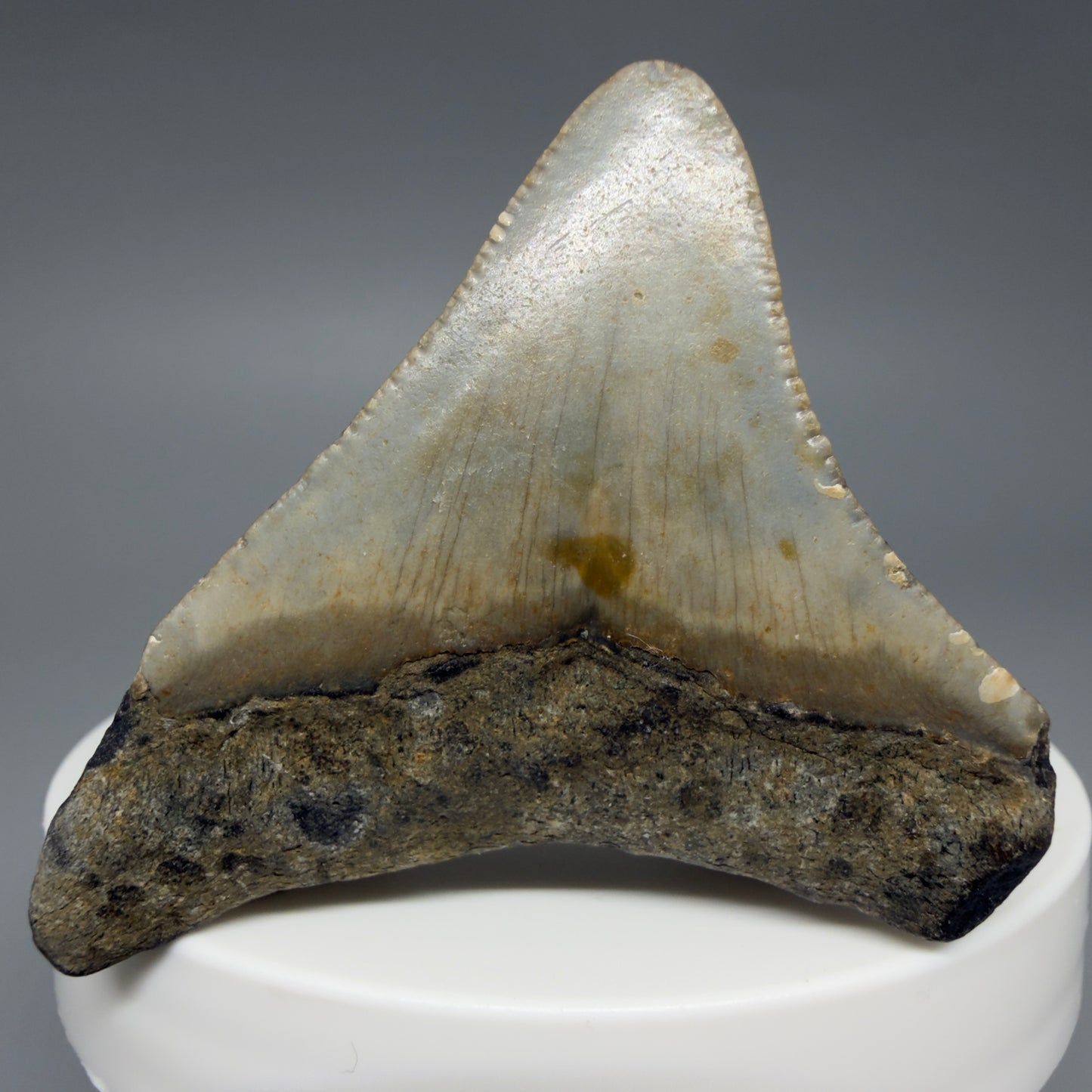 Colorful 2.03" Fossil Megalodon Tooth - Authentic Carcharocles megalodon Fossil from North Carolina
