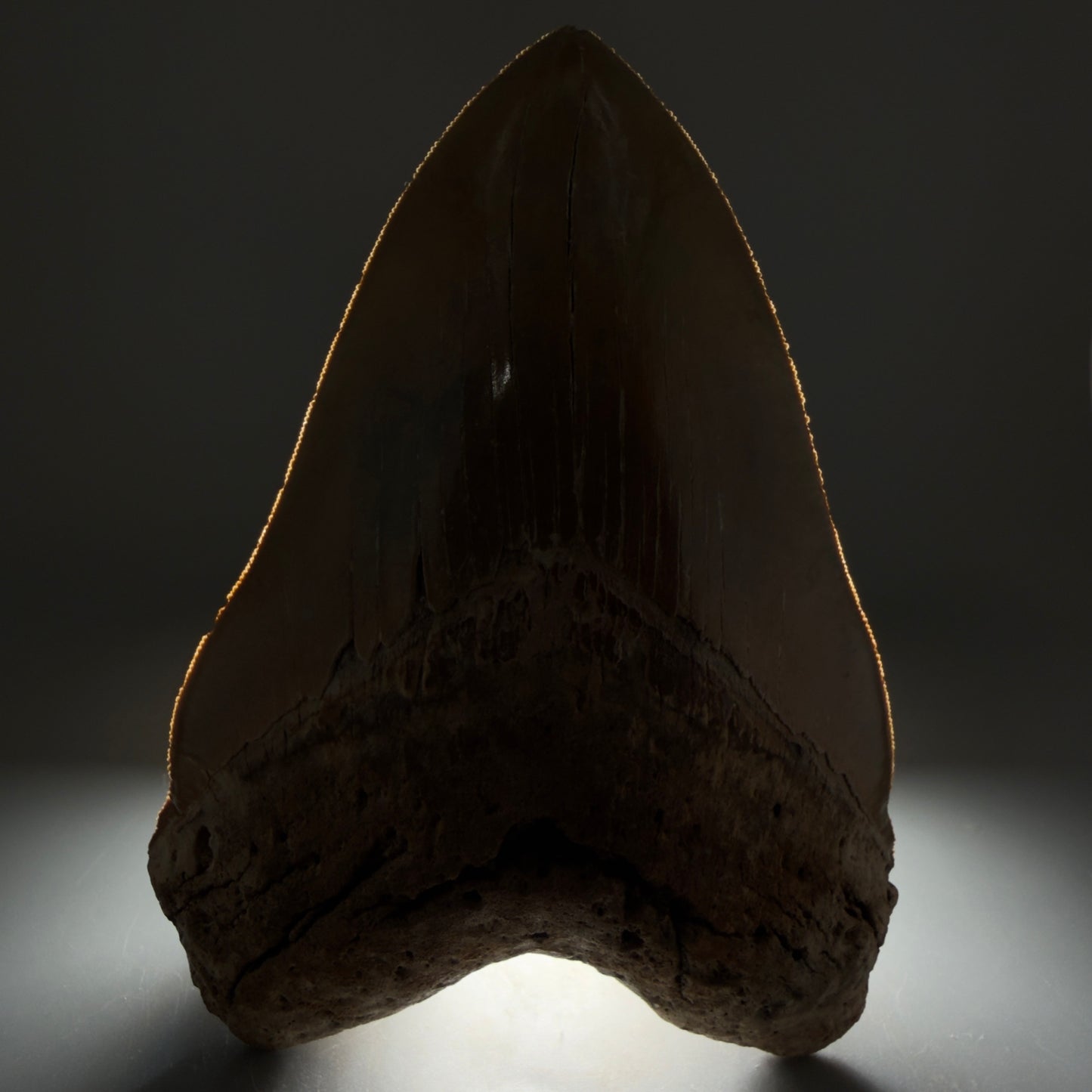 Front view displaying serrations 6.04" Authentic Megalodon Tooth – Extra Large, Collector's Quality Fossil from North Carolina CM5401 