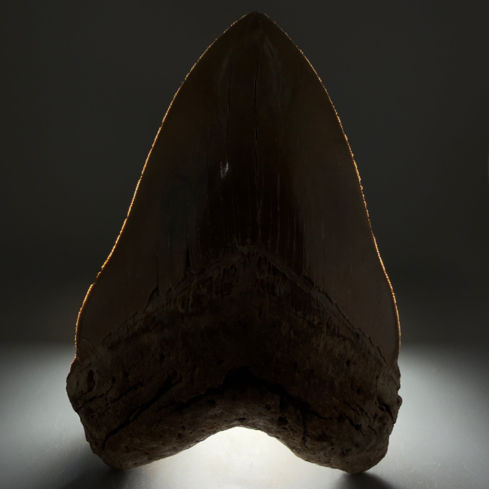Front view displaying serrations 6.04" Authentic Megalodon Tooth – Extra Large, Collector's Quality Fossil from North Carolina CM5401 