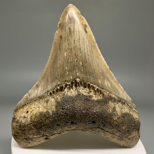 Colorful 3.13" Real Megalodon Tooth from North Carolina CM5159 - Front