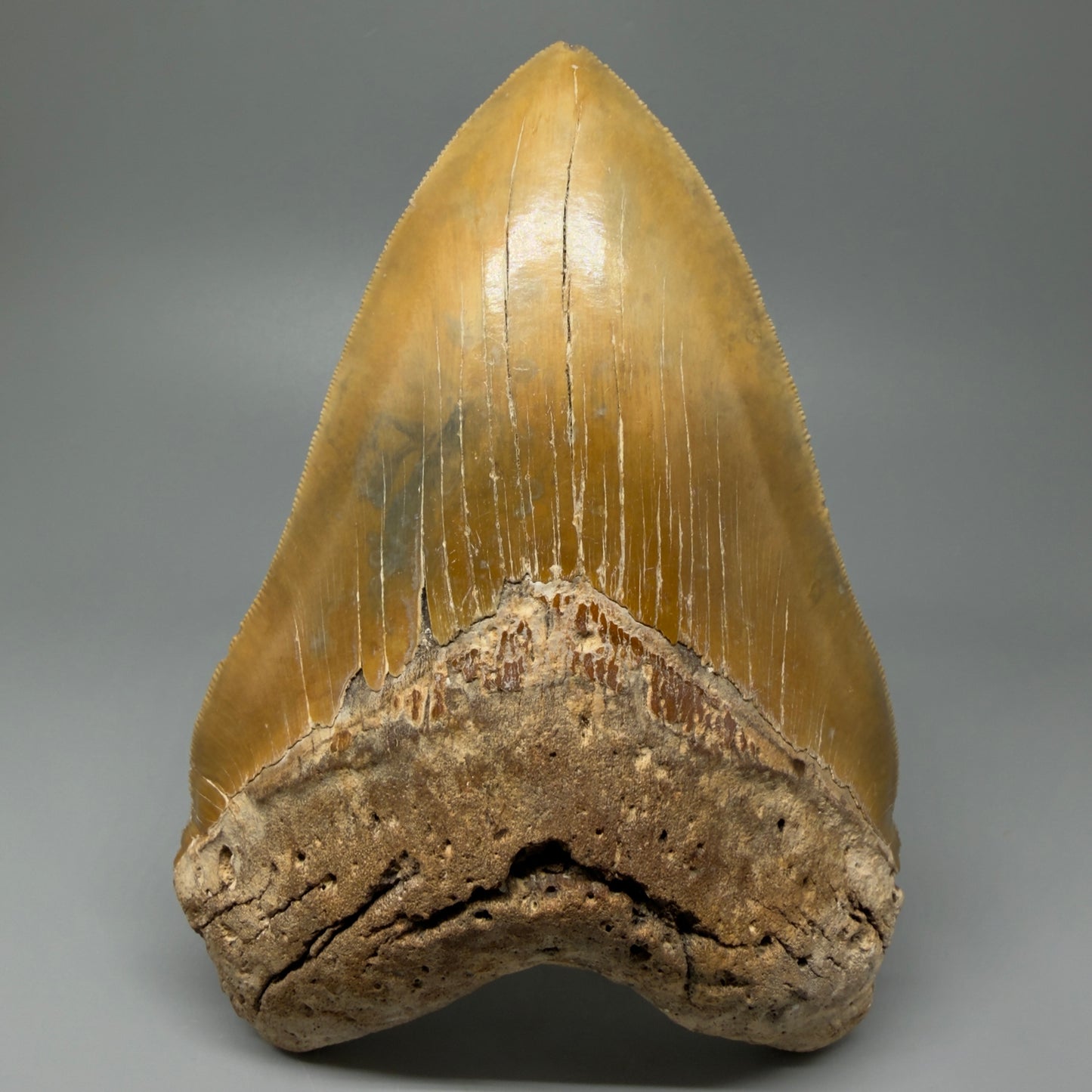 Front view 1  6.04" Authentic Megalodon Tooth – Extra Large, Collector's Quality Fossil from North Carolina CM5401 