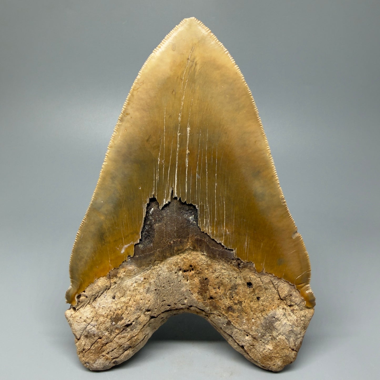 Back view 6.04" Authentic Megalodon Tooth – Extra Large, Collector's Quality Fossil from North Carolina CM5401 