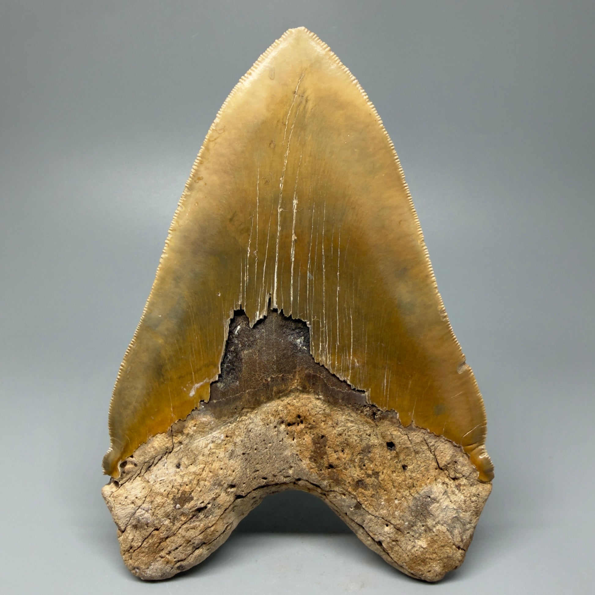 Back view 6.04" Authentic Megalodon Tooth – Extra Large, Collector's Quality Fossil from North Carolina CM5401 