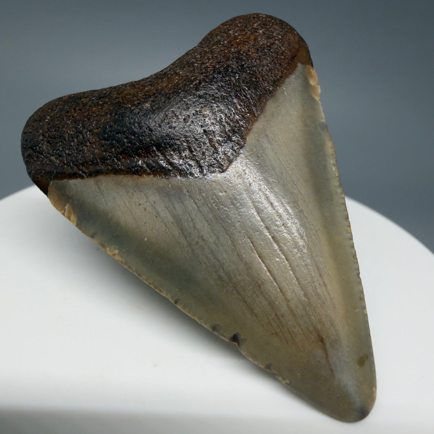 Front Left View Colorful 1.94" Fossil Megalodon Tooth - Authentic Carcharocles megalodon Fossil from North Carolina CM6280