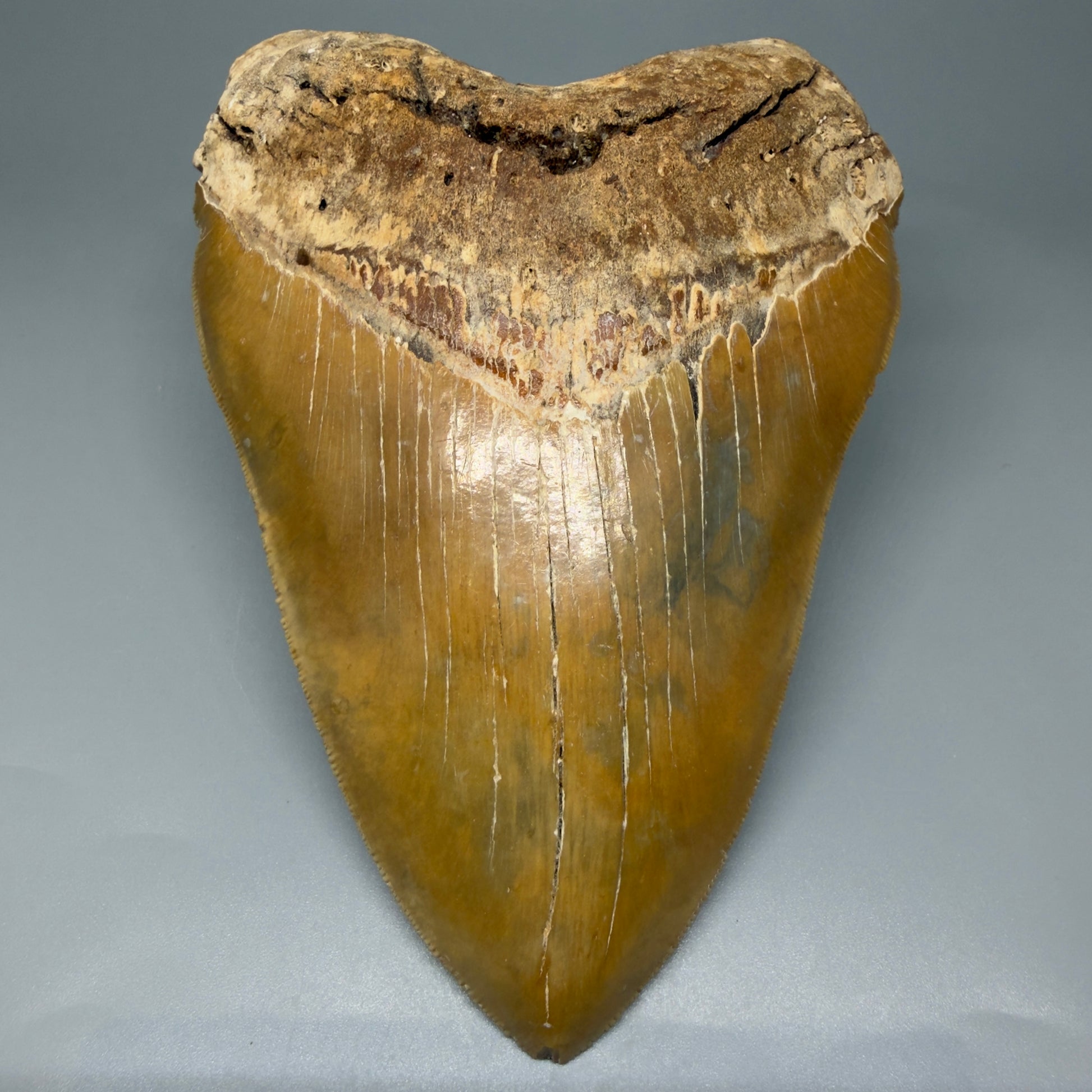 Front view tip down 6.04" Authentic Megalodon Tooth – Extra Large, Collector's Quality Fossil from North Carolina CM5401 